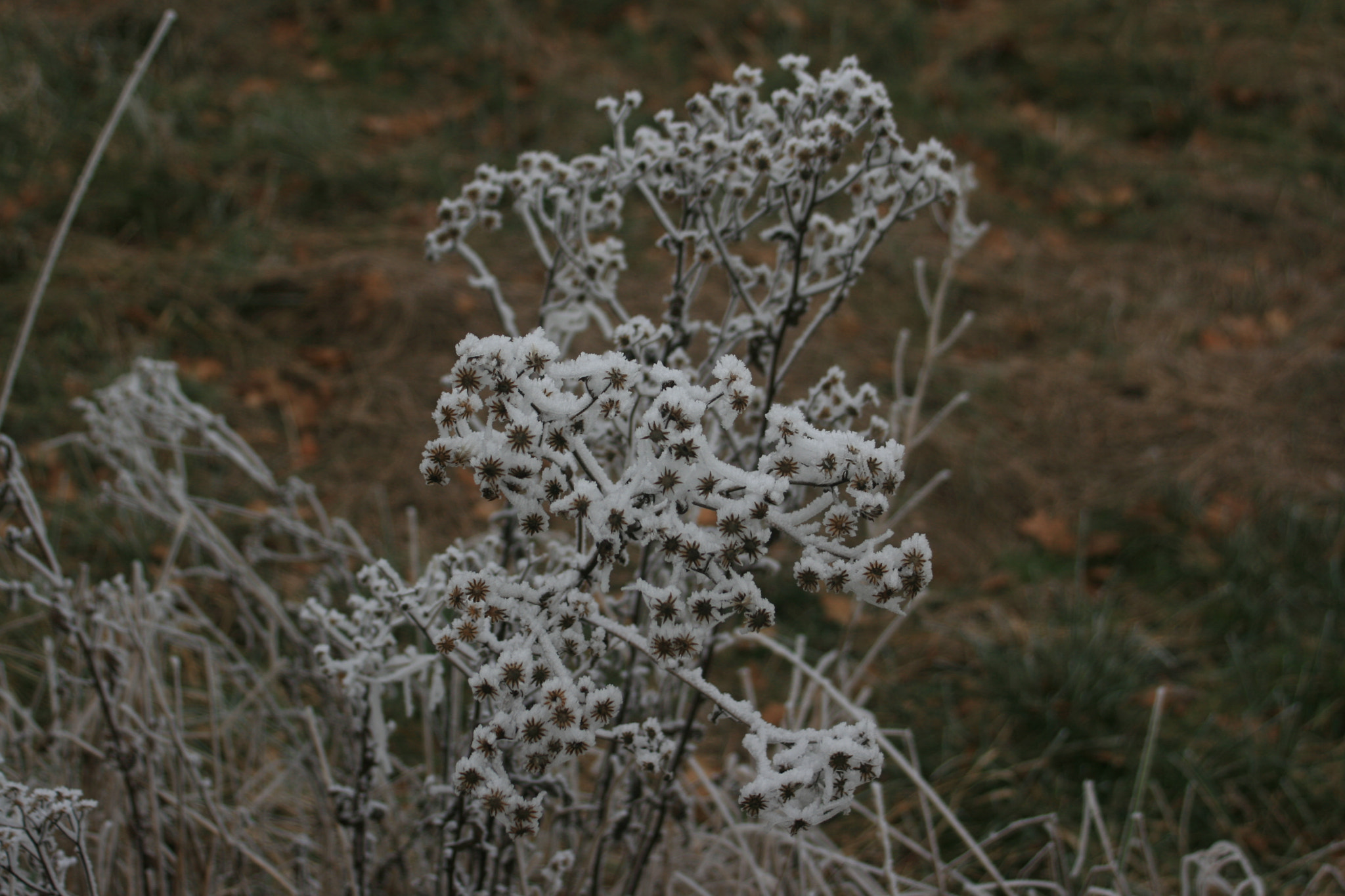 Canon EF 35-80mm f/4-5.6 sample photo. Img photography