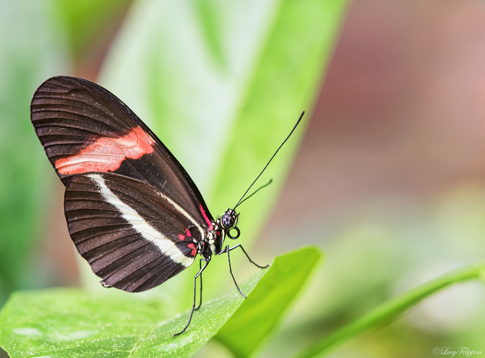 Olympus OM-D E-M1 + Olympus M.Zuiko Digital ED 40-150mm F2.8 Pro sample photo. Red postman.. photography