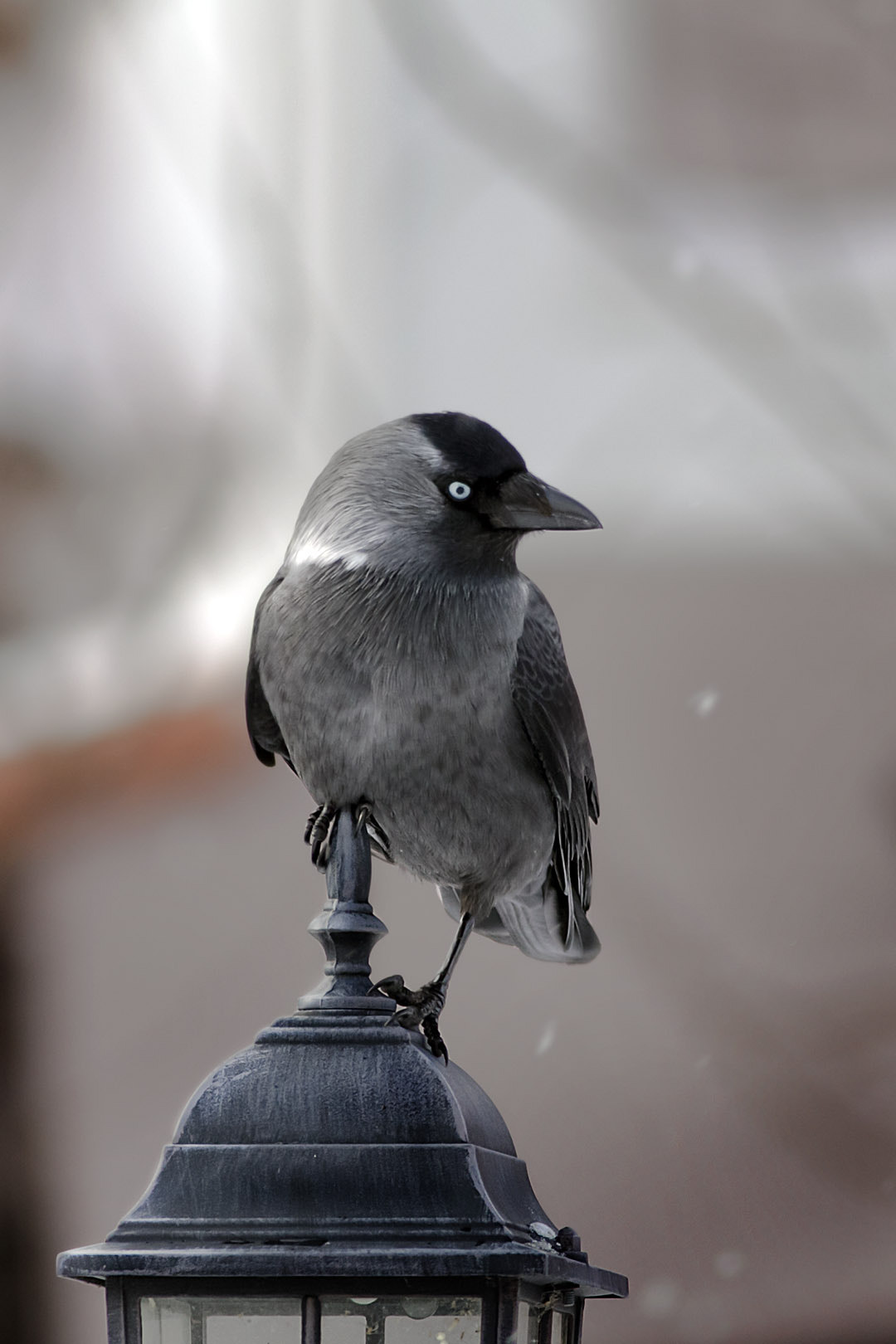 Canon EOS 60D + Canon EF 400mm F5.6L USM sample photo. Alakarga photography