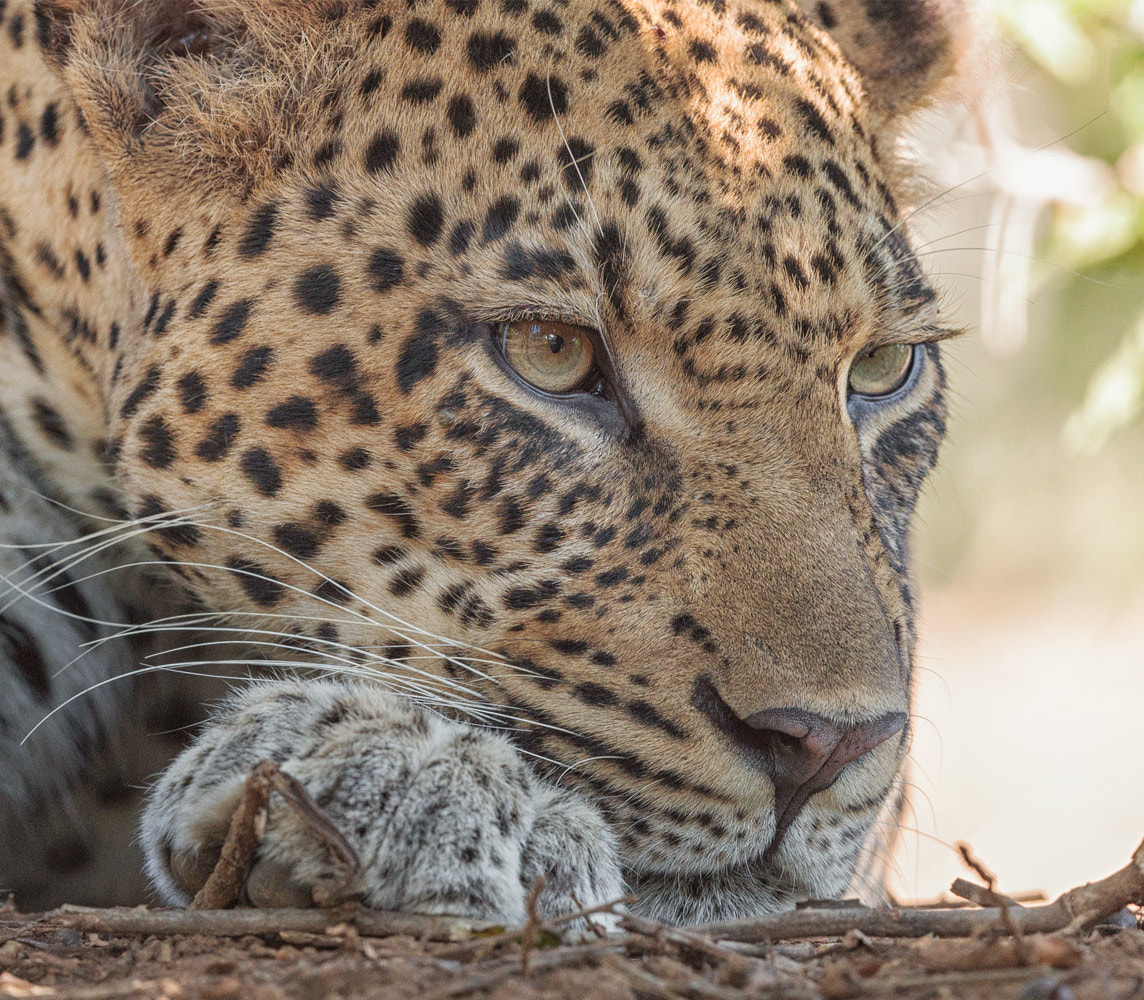 Canon EF 500mm F4L IS II USM sample photo. Singaportss photography