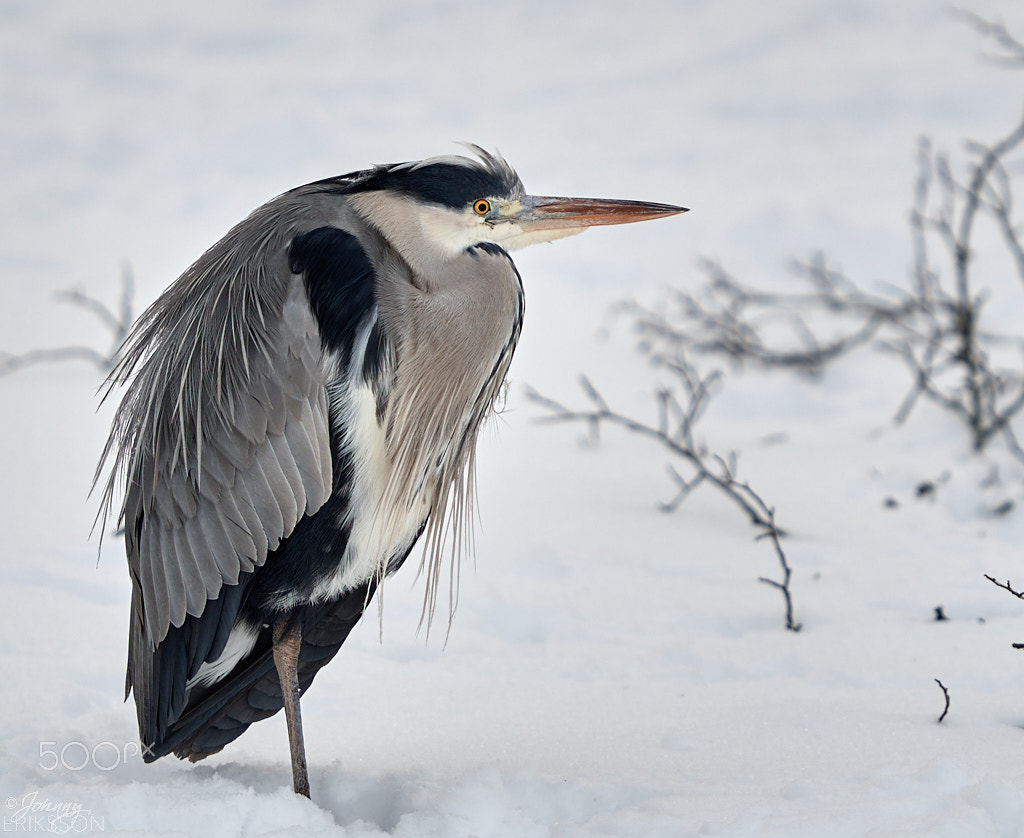 Nikon D500 sample photo. Grey heron (ardea cinerea) photography