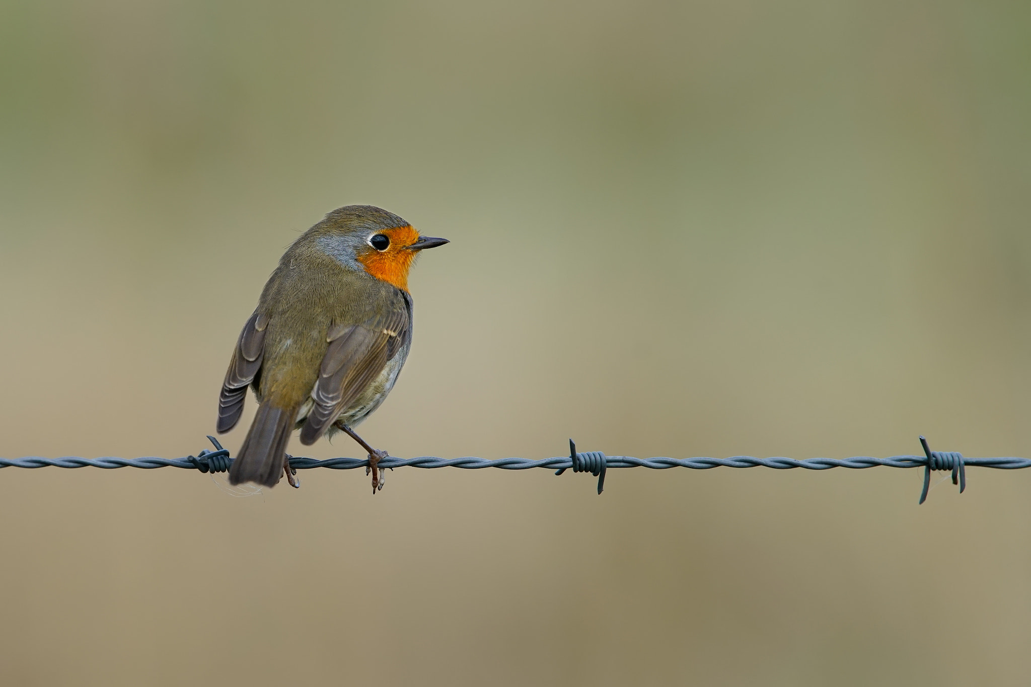 Sony a99 II sample photo. On a wire................ photography