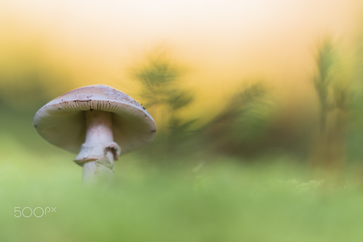Sigma 150mm F2.8 EX DG Macro HSM sample photo. Alone photography