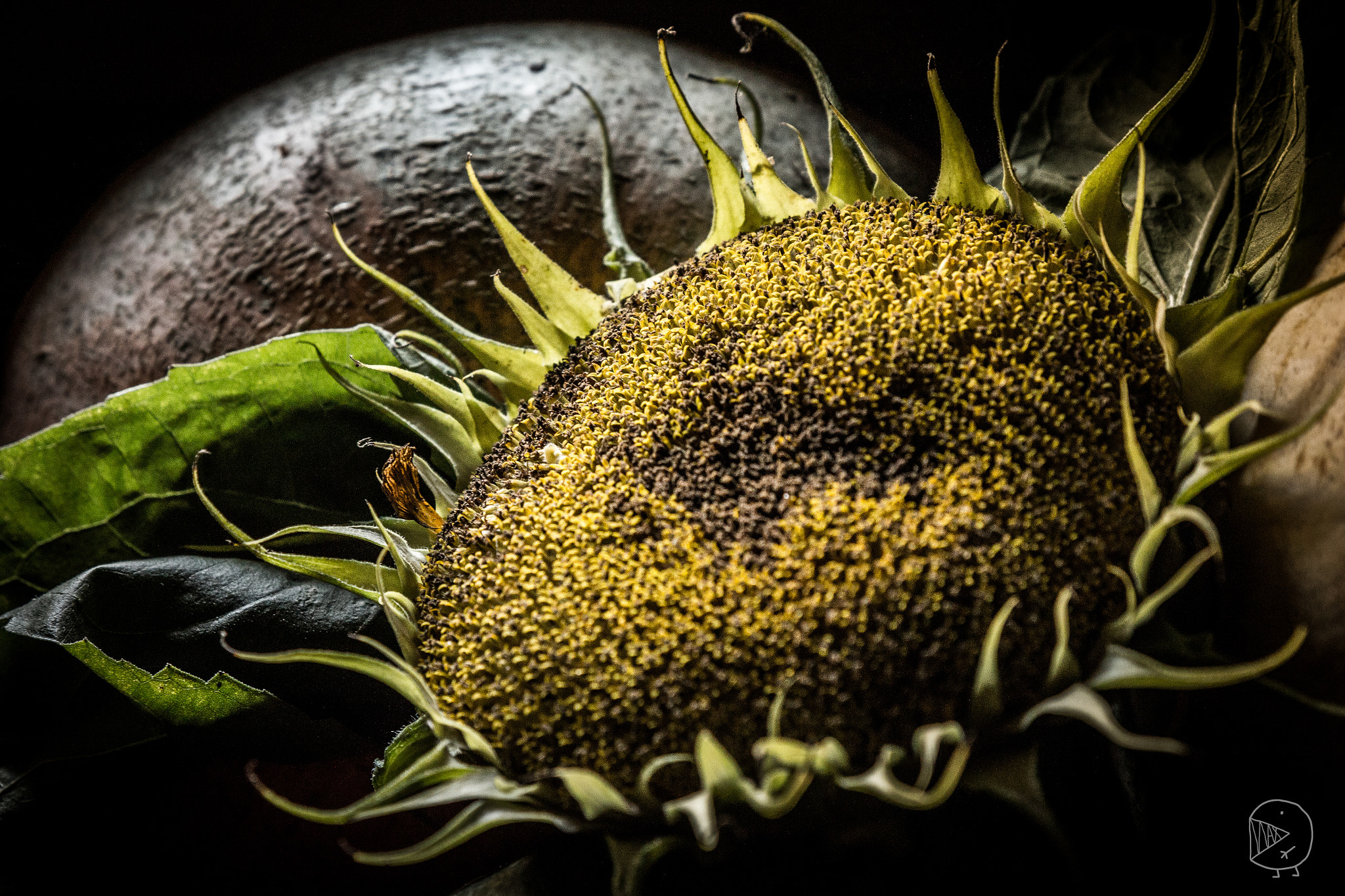 Canon EOS 650D (EOS Rebel T4i / EOS Kiss X6i) + Sigma 24-70mm F2.8 EX DG Macro sample photo. Sunflower and the pumpkin photography