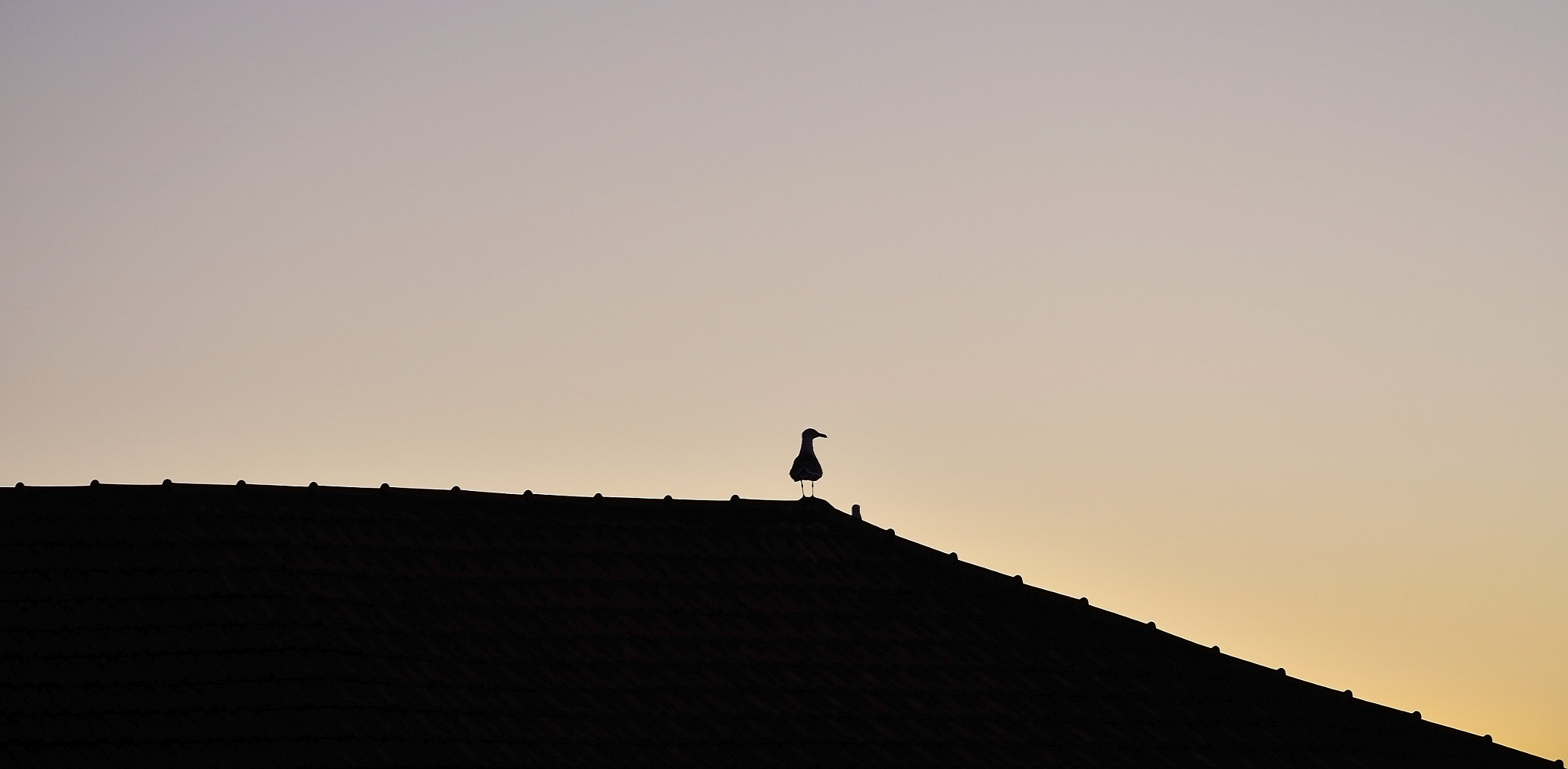 Nikon AF-S Nikkor 24-70mm F2.8G ED sample photo. Looking for the sunrise photography