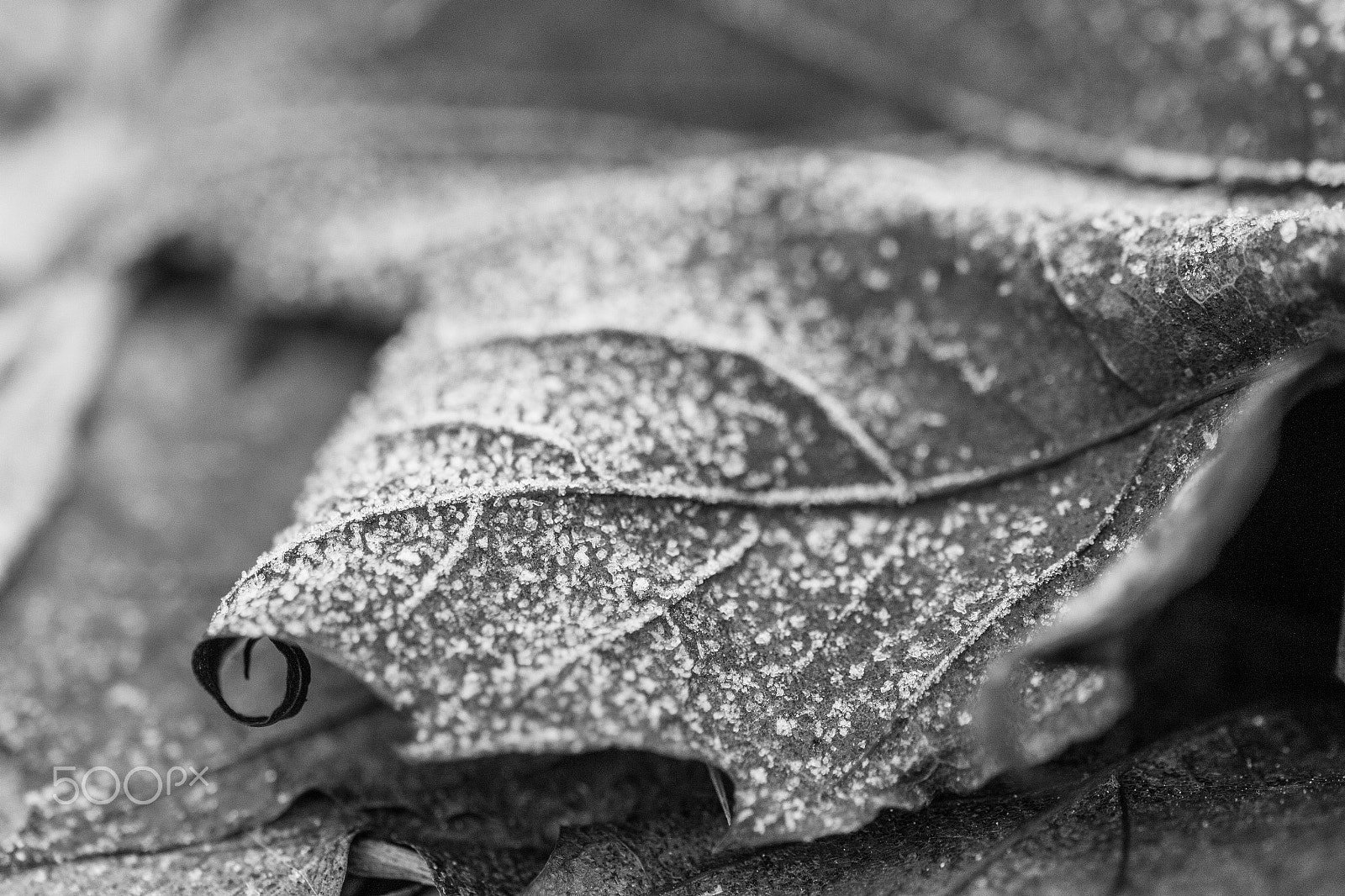 Sigma 105mm F2.8 EX DG OS HSM sample photo. I boccoli d'inverno photography