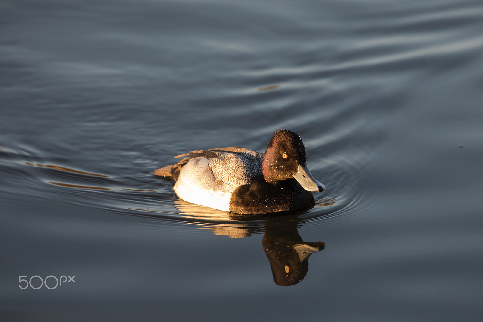 Canon EF 300mm F2.8L IS II USM sample photo. Lesser scaup at sunset photography