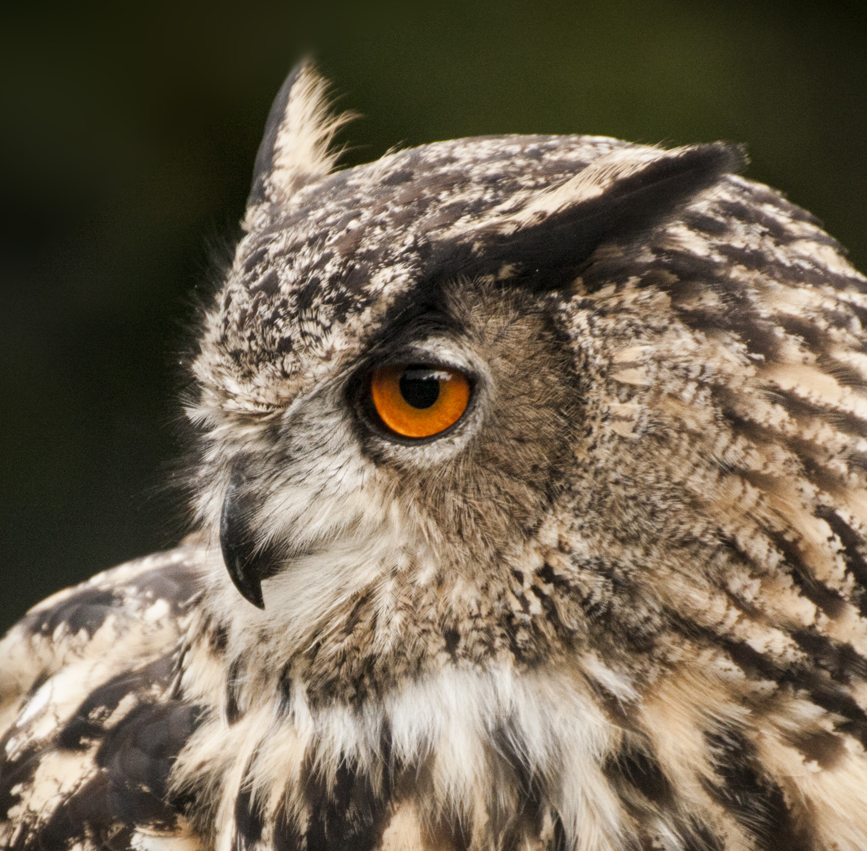Canon EOS 450D (EOS Rebel XSi / EOS Kiss X2) sample photo. Owl staring photography