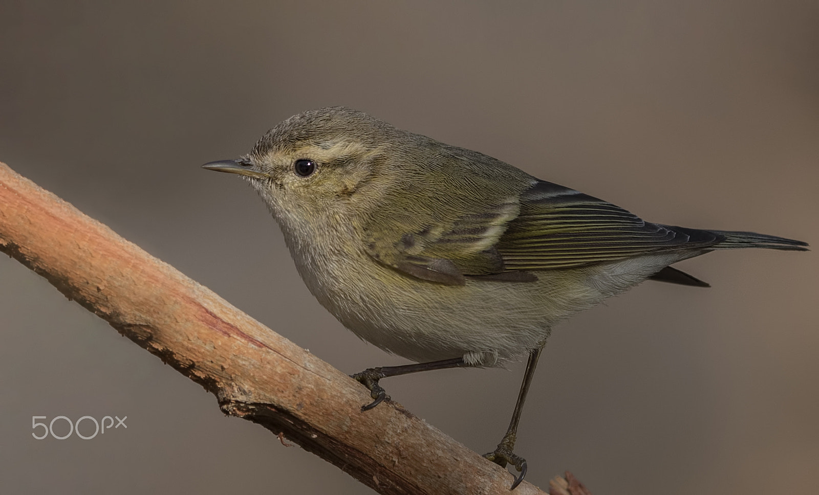 Nikon D750 + Nikon AF-S Nikkor 500mm F4G ED VR sample photo. Hume's leaf warbler photography