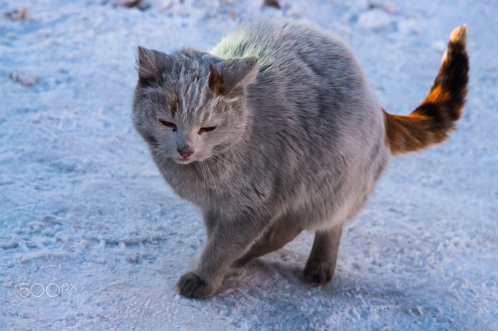 Sony Alpha DSLR-A700 + 24-70mm F2.8 sample photo. Cat photography