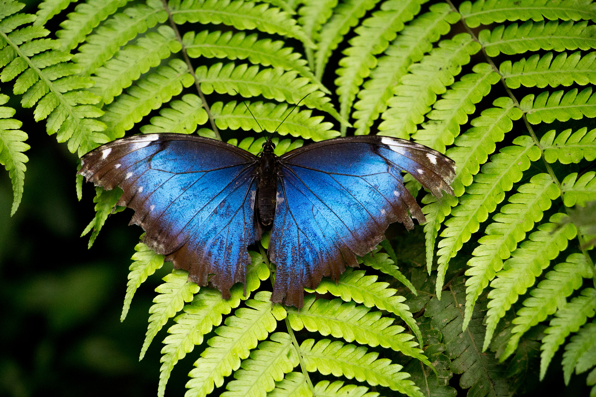 Canon EOS 1200D (EOS Rebel T5 / EOS Kiss X70 / EOS Hi) + Canon EF-S 18-135mm F3.5-5.6 IS STM sample photo. Butterfly - la fortuna / costa rica 2016 photography