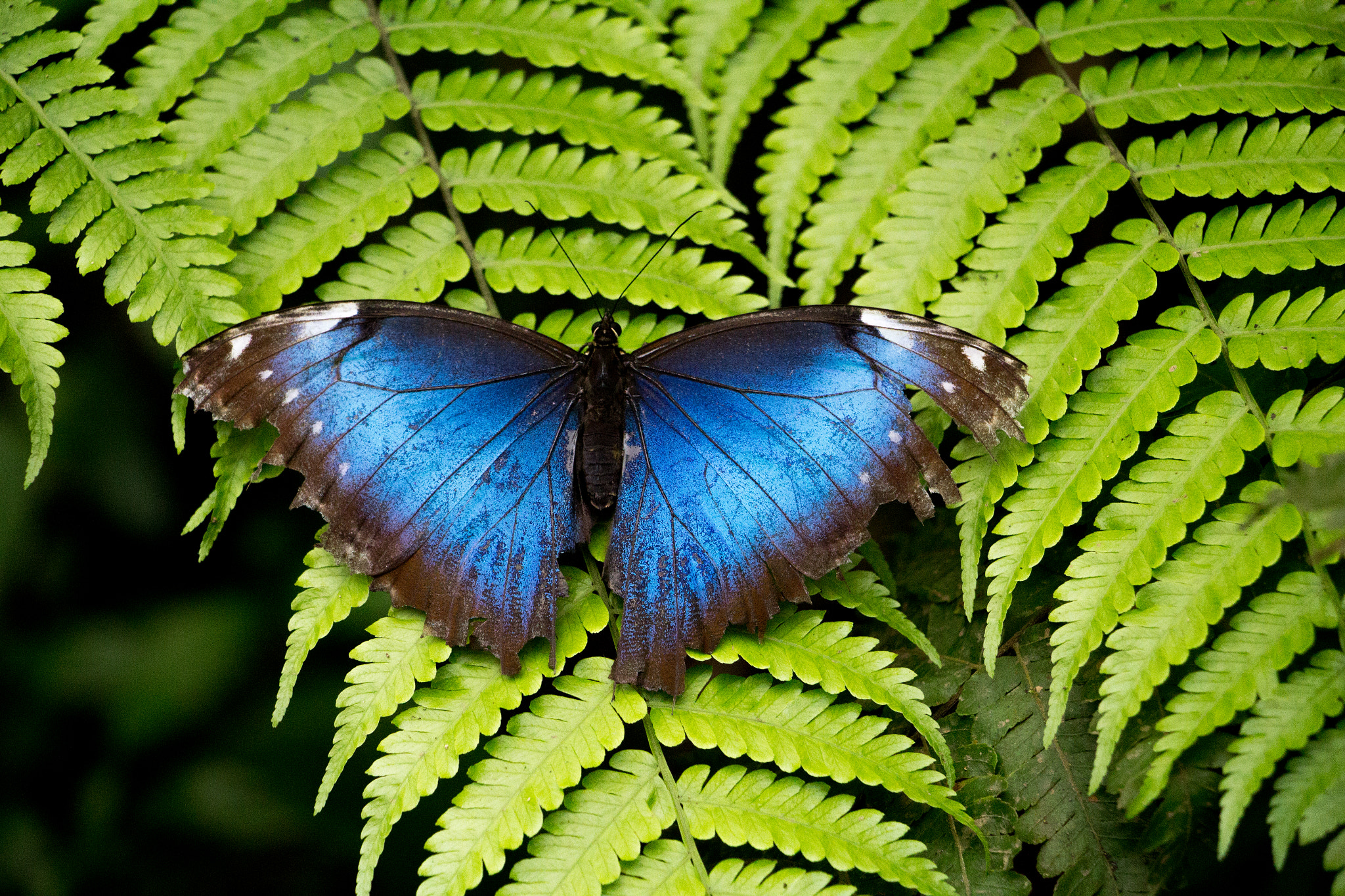 Canon EOS 1200D (EOS Rebel T5 / EOS Kiss X70 / EOS Hi) sample photo. Butterfly - la fortuna / costa rica 2016 photography