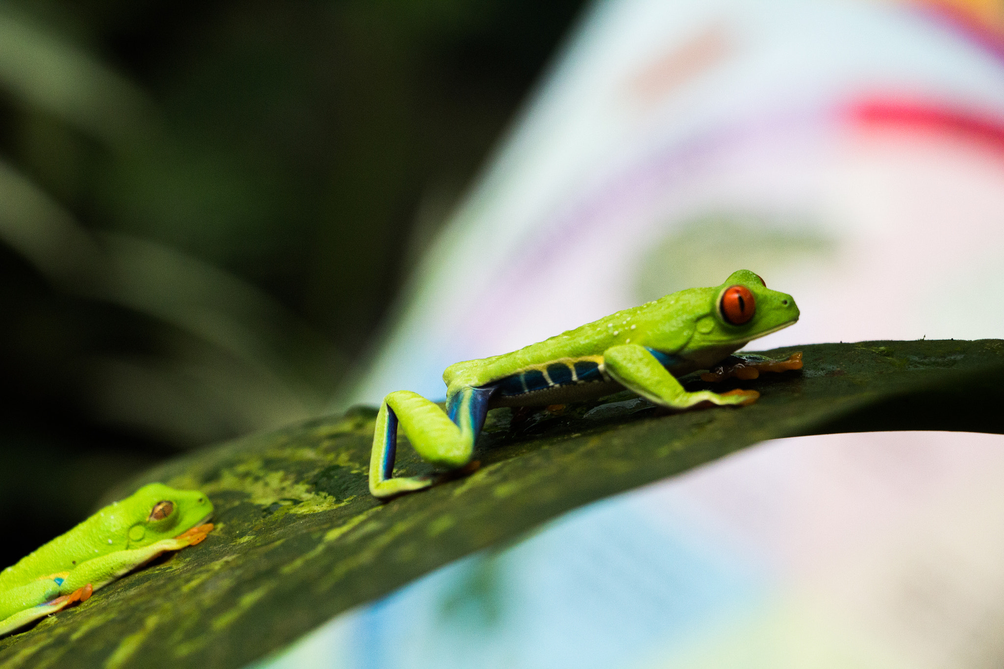 Canon EOS 1200D (EOS Rebel T5 / EOS Kiss X70 / EOS Hi) sample photo. Frog - la fortuna / costa rica 2016 photography