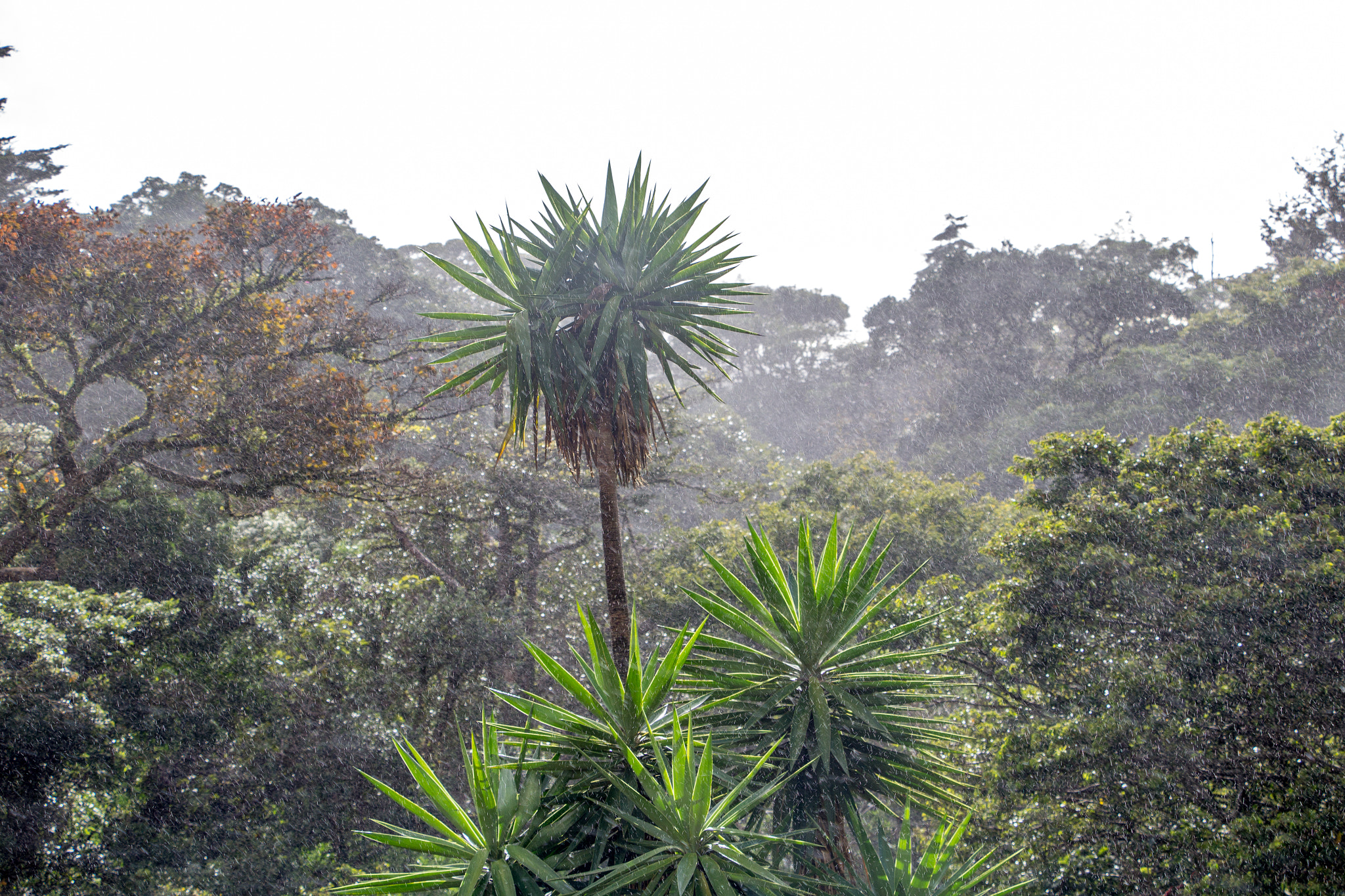 Canon EOS 1200D (EOS Rebel T5 / EOS Kiss X70 / EOS Hi) sample photo. Monteverde - costa rica 2016 photography