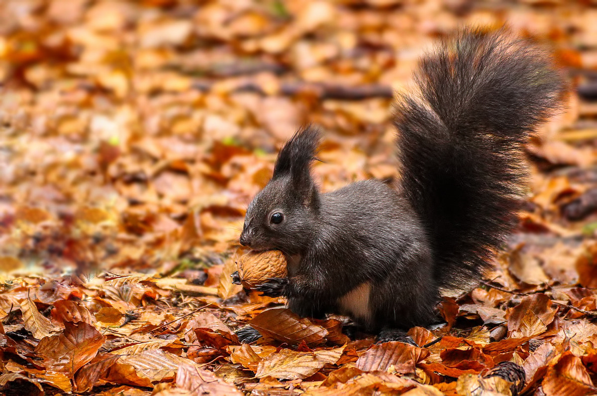 Canon EOS 700D (EOS Rebel T5i / EOS Kiss X7i) + Tamron SP 35mm F1.8 Di VC USD sample photo. European squirrel photography