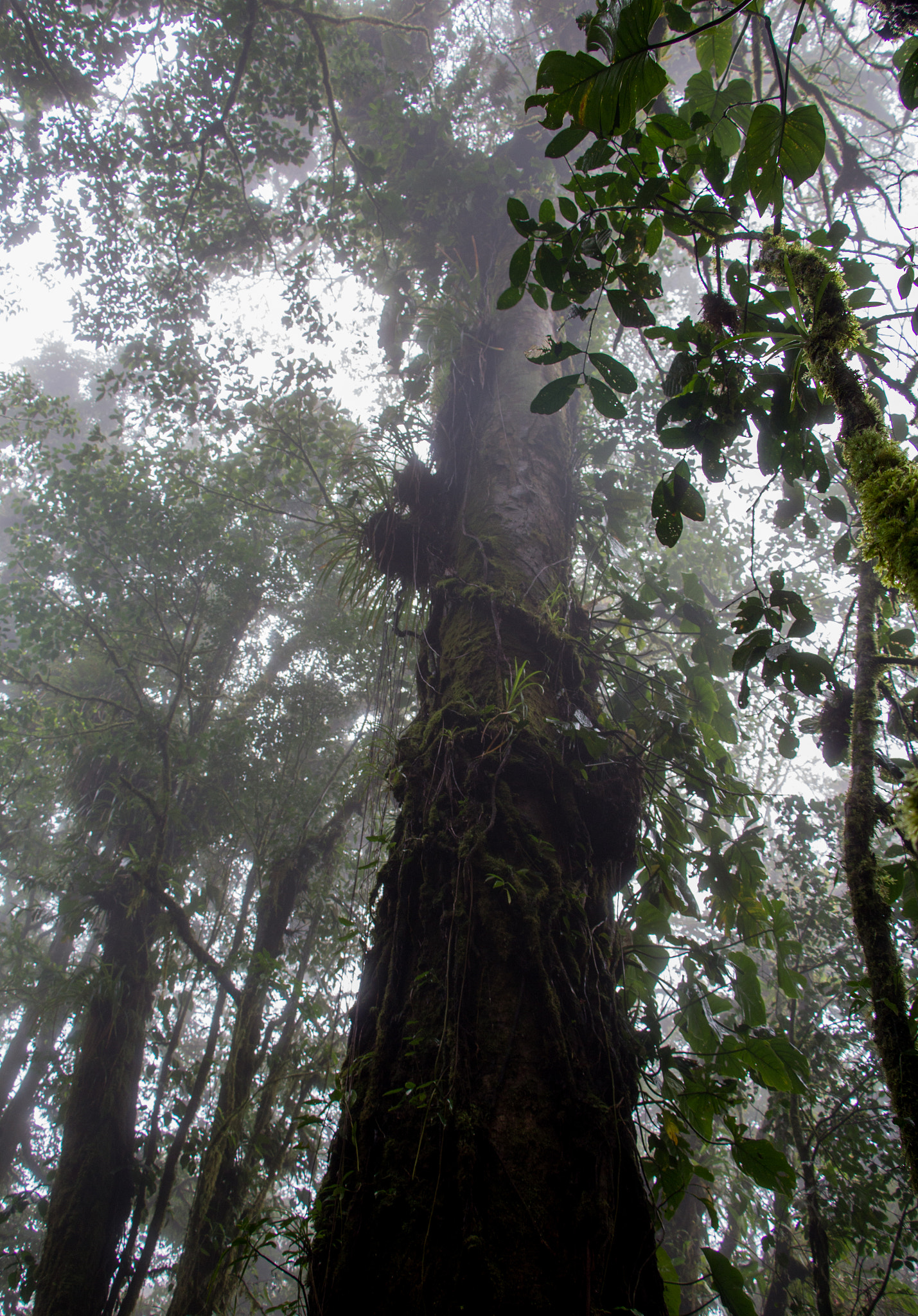 Canon EOS 1200D (EOS Rebel T5 / EOS Kiss X70 / EOS Hi) sample photo. St elena - costa rica 2016 photography