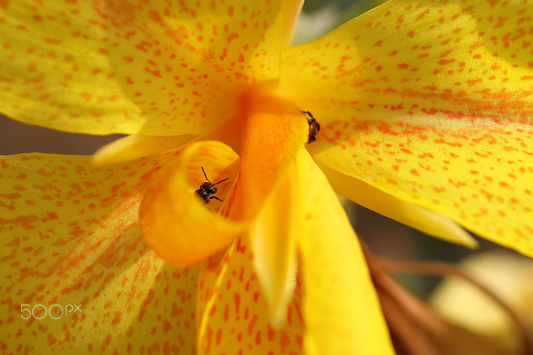 Canon EF-S 60mm F2.8 Macro USM sample photo