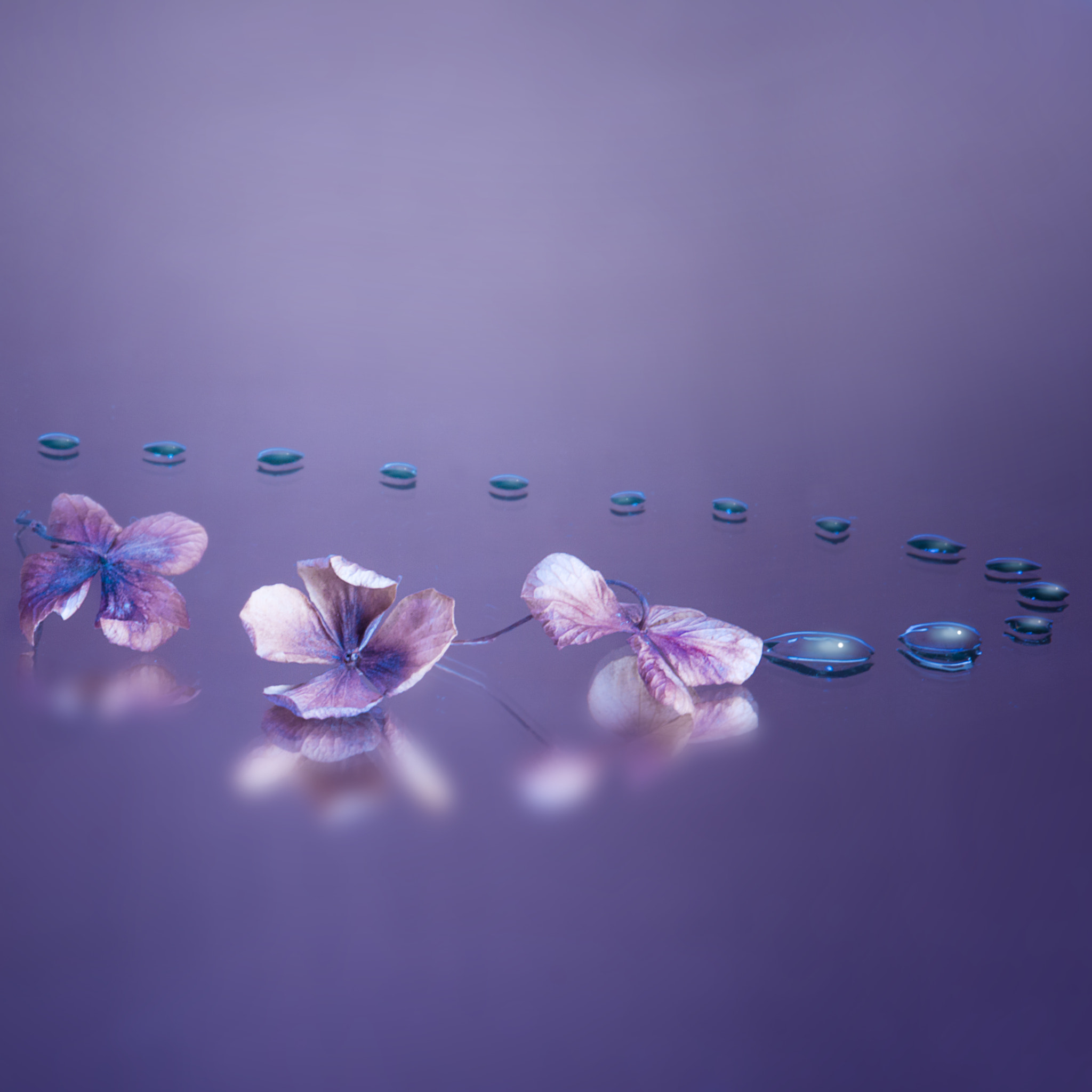 Canon EF-S 55-250mm F4-5.6 IS STM sample photo. Path of drops photography