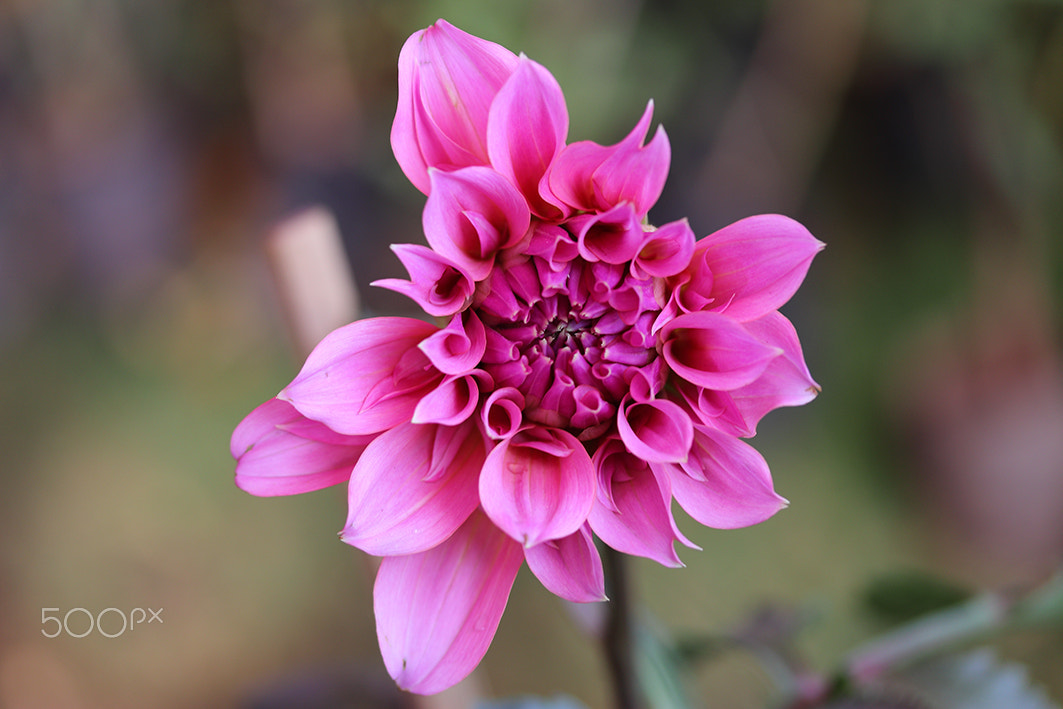 Canon EF-S 60mm F2.8 Macro USM sample photo