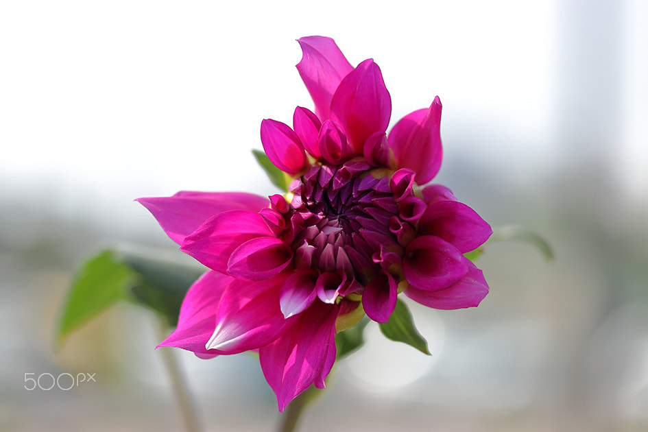 Canon EF-S 60mm F2.8 Macro USM sample photo