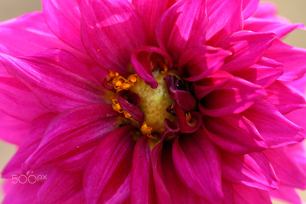 Canon EF-S 60mm F2.8 Macro USM sample photo