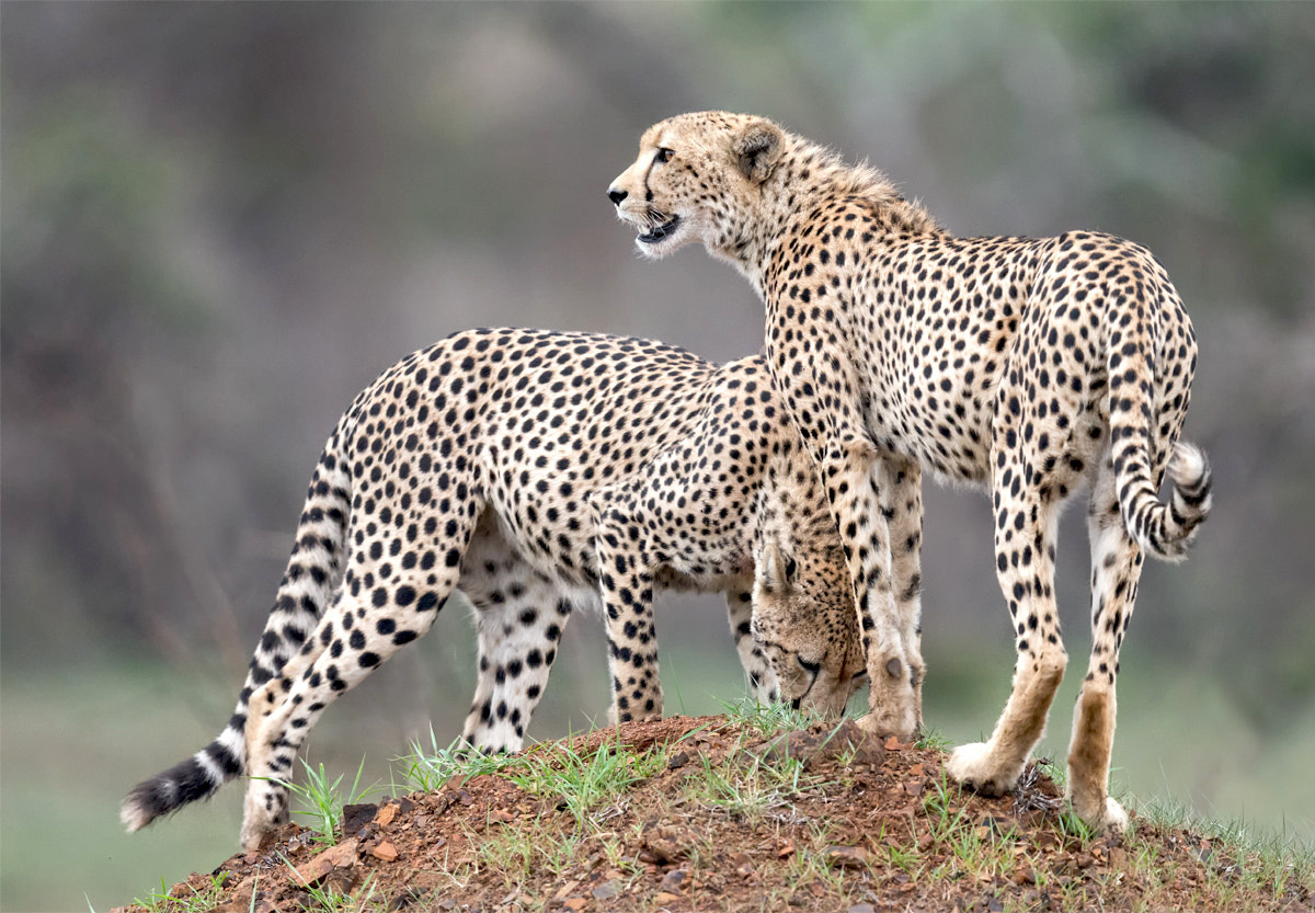 Canon EF 400mm F2.8L IS II USM sample photo. Territorial males photography