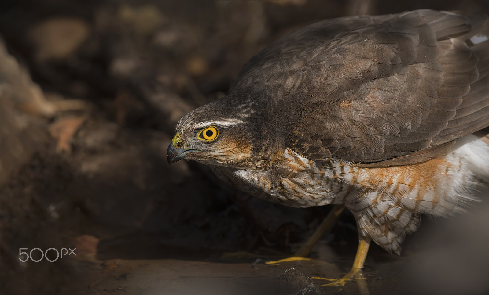 Nikon D750 + Nikon AF-S Nikkor 500mm F4G ED VR sample photo. Eurasian sparrowhawk photography