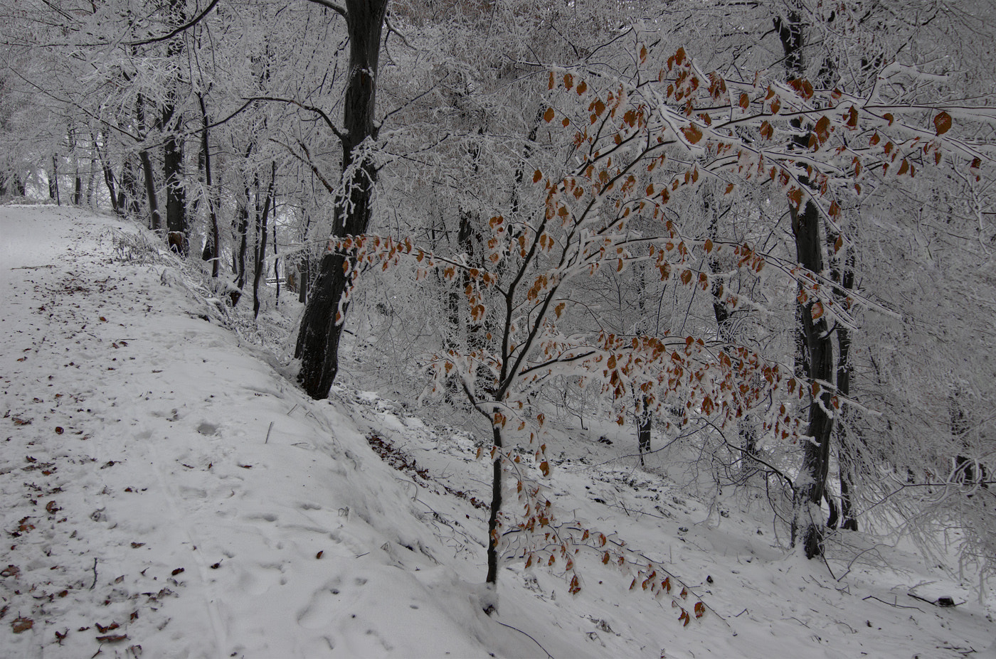 Pentax smc DA 12-24mm F4.0 ED AL (IF) sample photo. Winter red photography