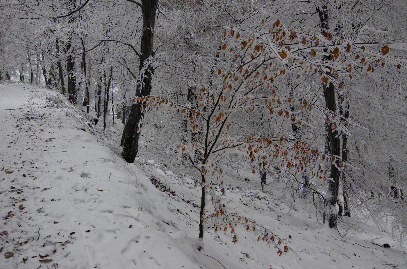 Pentax K-5 sample photo. Winter red photography