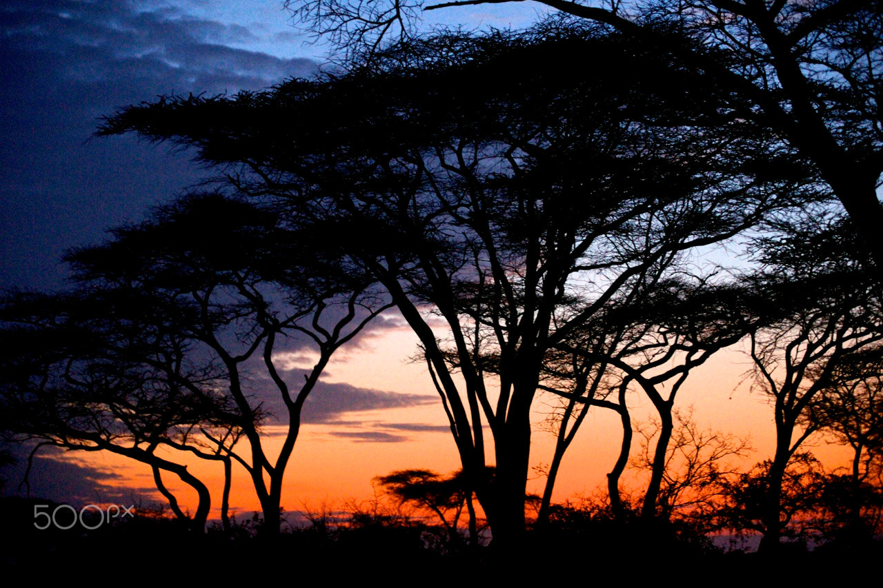 Sony Alpha DSLR-A850 + Minolta/Sony AF 70-200mm F2.8 G sample photo. Sunset in the serengeti photography