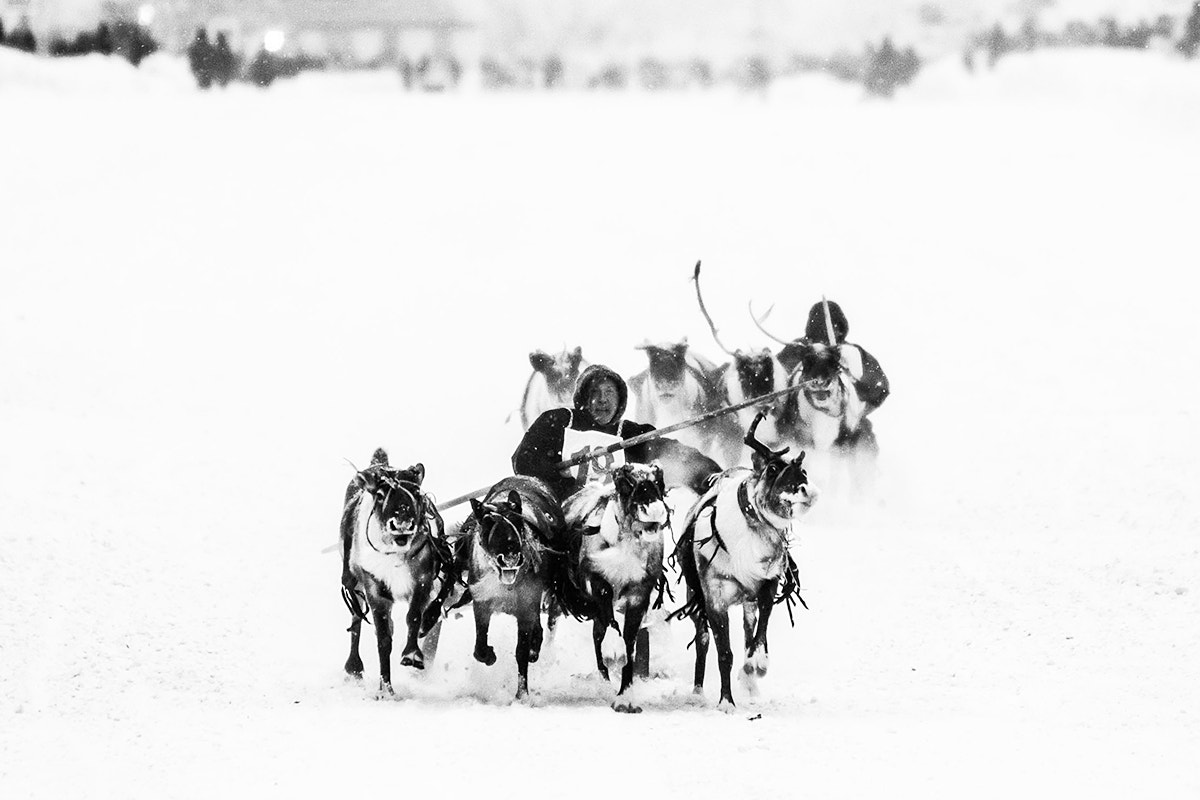 Nikon D300S sample photo. Reindeer race photography