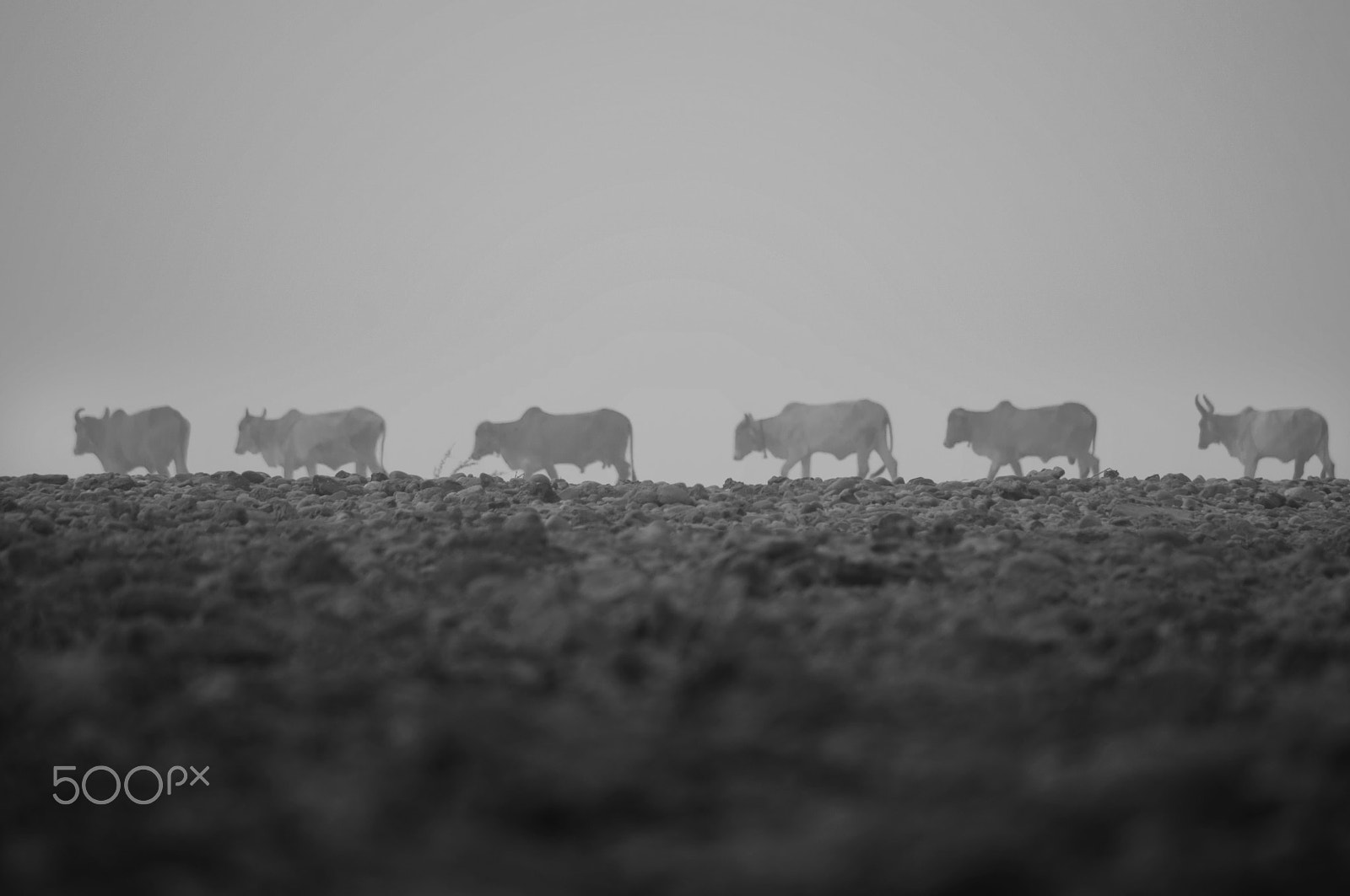 Nikon D300 sample photo. Early morning cow pared. photography