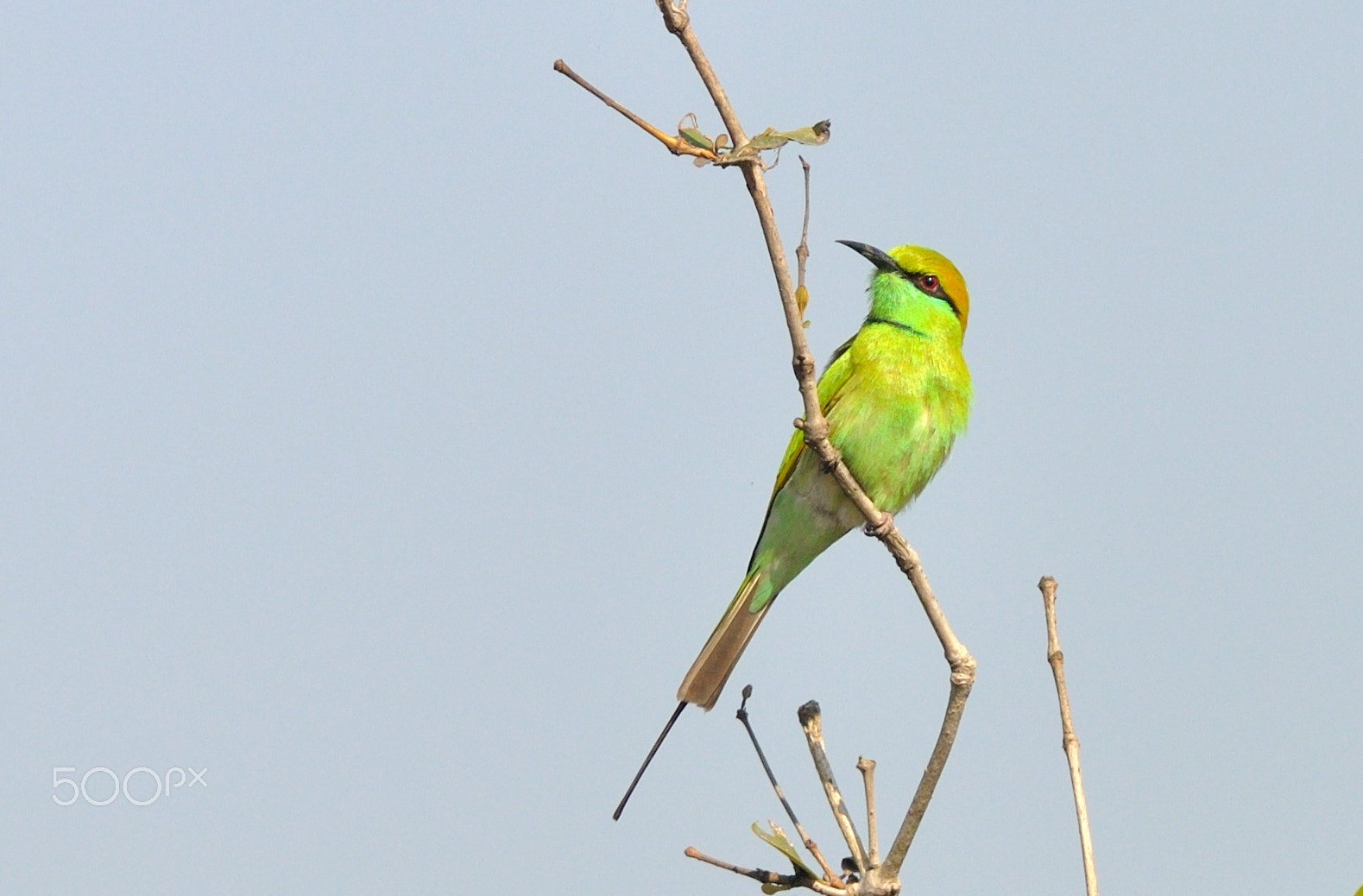 Nikon D5000 + Nikon AF-S Nikkor 300mm F4D ED-IF sample photo. Green bee-eater photography