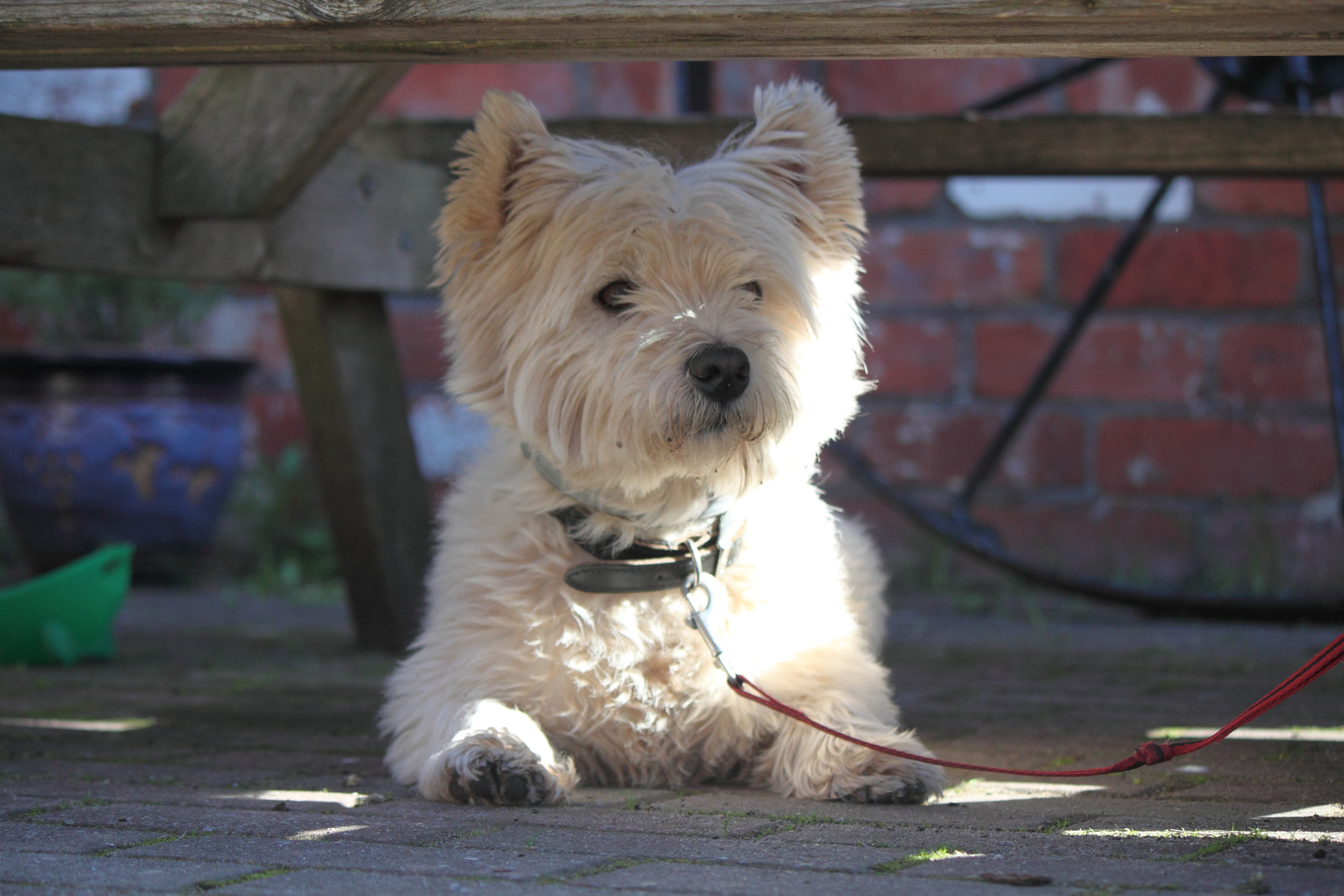 Canon EOS 500D (EOS Rebel T1i / EOS Kiss X3) sample photo. Little dog photography