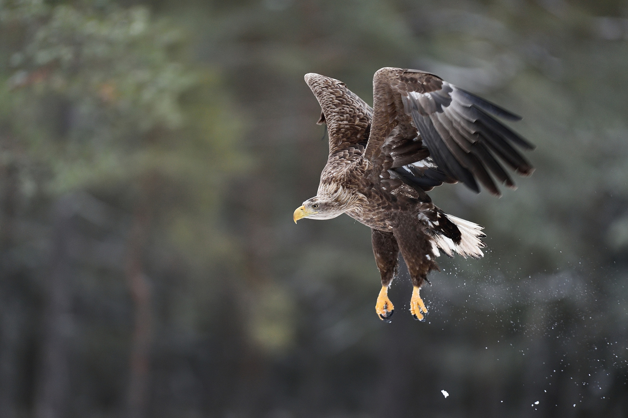 Nikon D4S sample photo. White-tailed eagle after the take-off photography