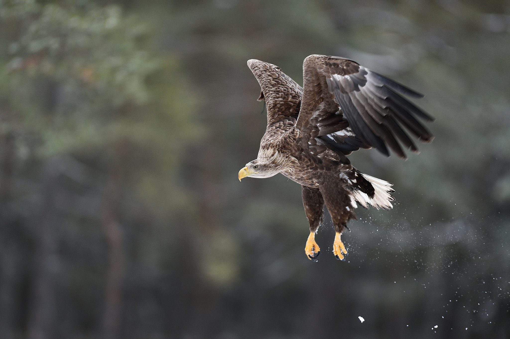 Nikon AF-S Nikkor 400mm F2.8G ED VR II sample photo. White-tailed eagle after the take-off photography