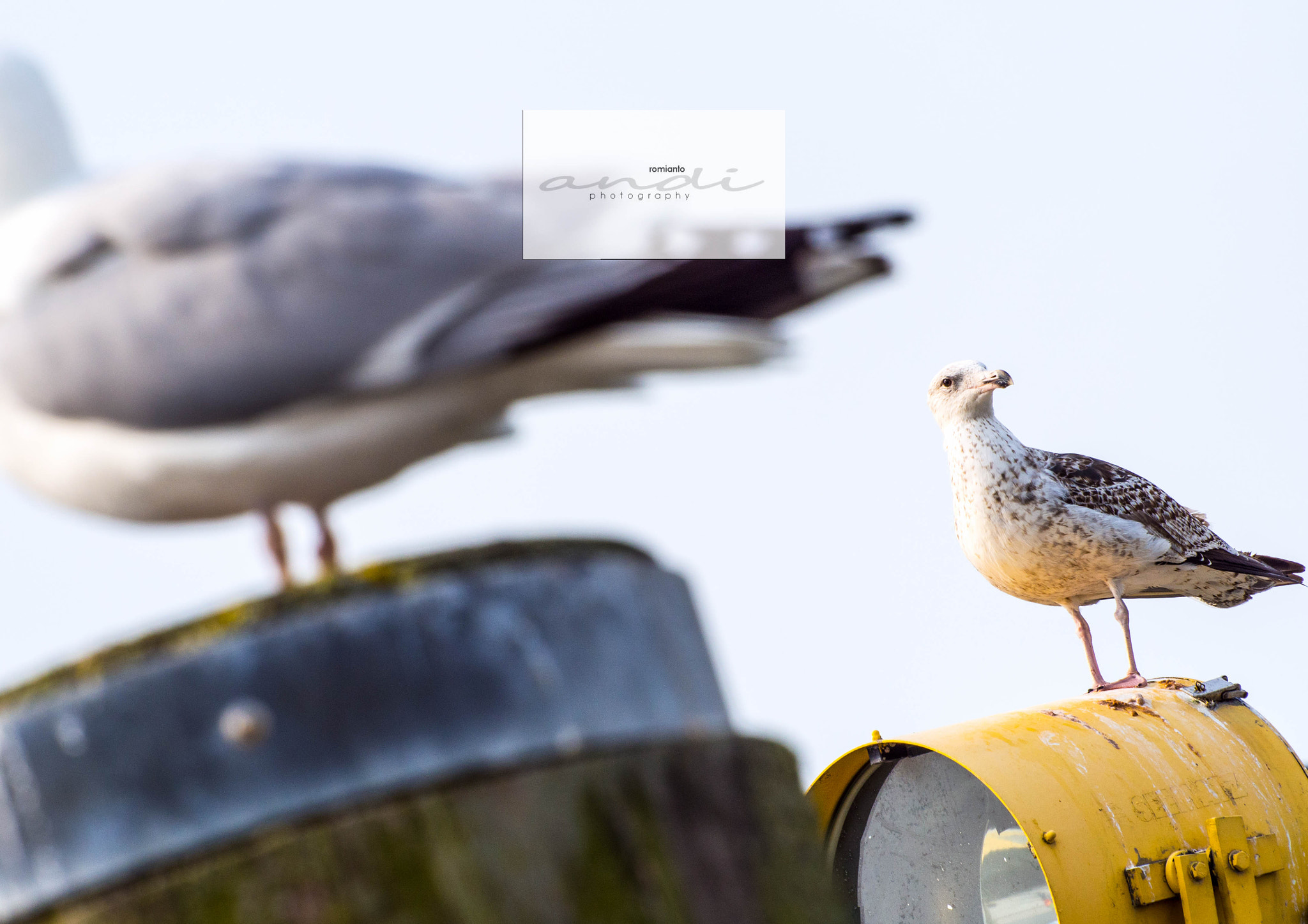 Olympus OM-D E-M5 sample photo. Birdy stalker photography