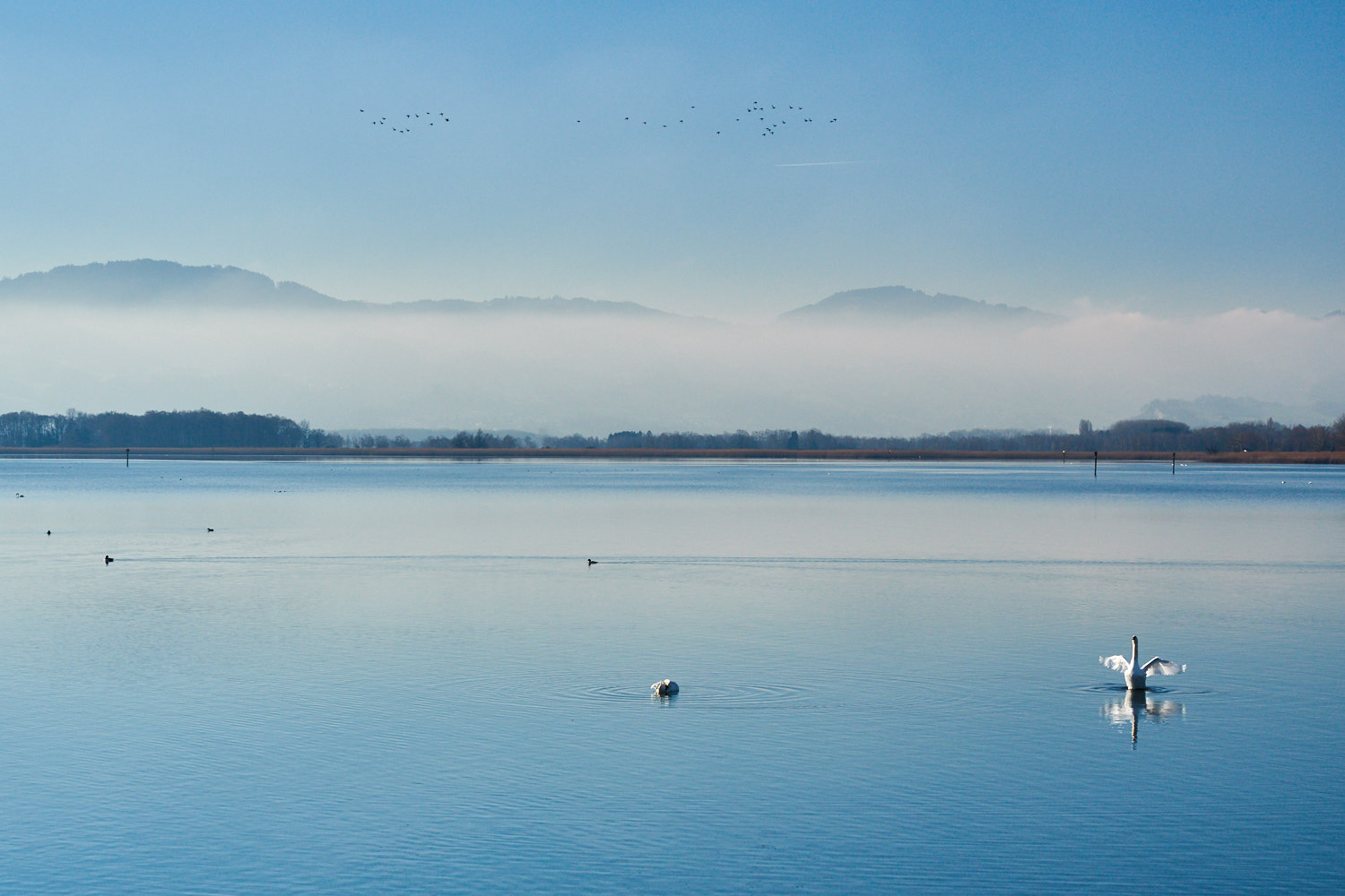 Olympus M.ZUIKO DIGITAL ED 12-40mm 1:2.8 sample photo. King of the lake photography
