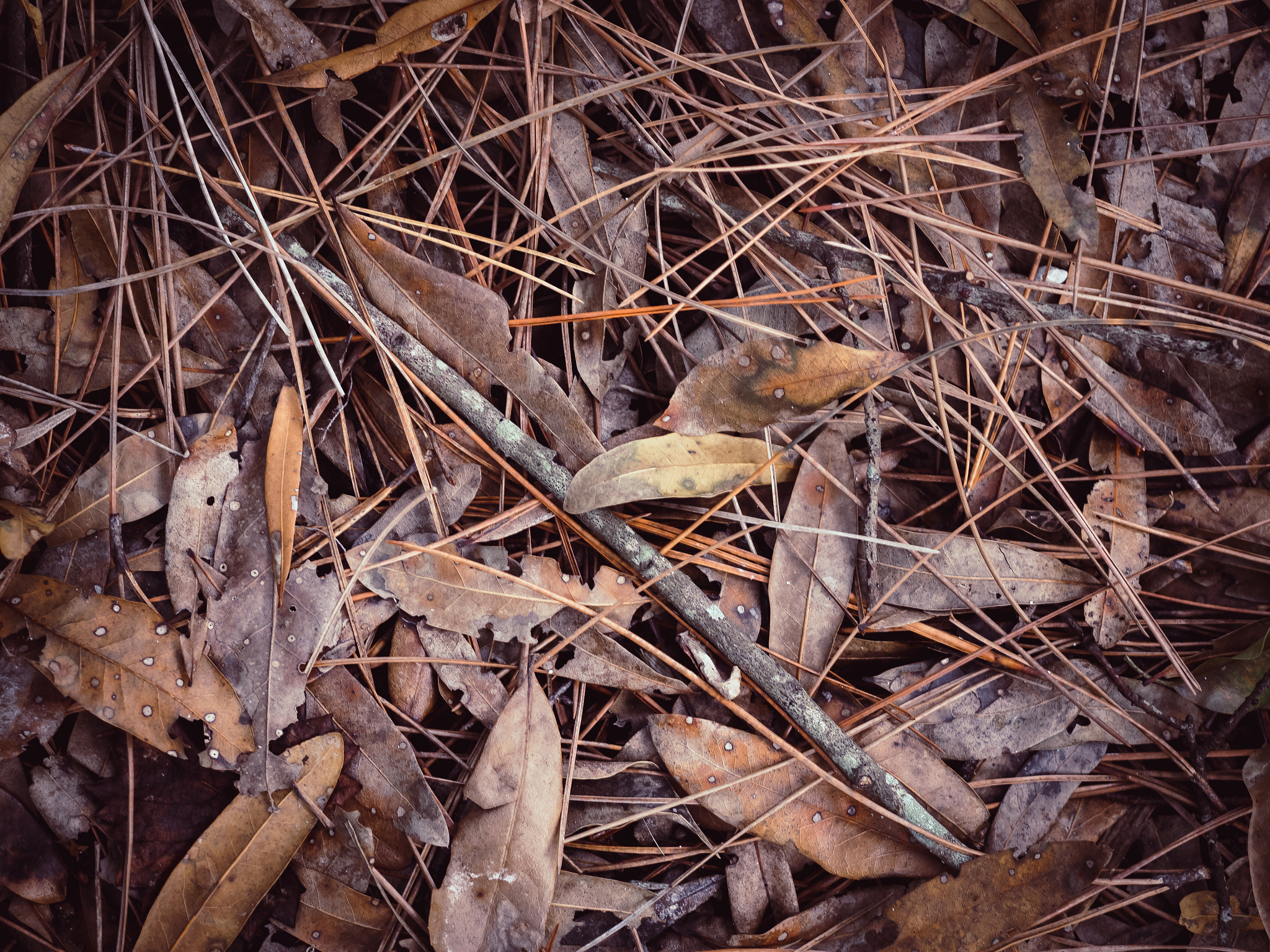 Olympus OM-D E-M1 + OLYMPUS 50mm Lens sample photo. Dead leaves photography