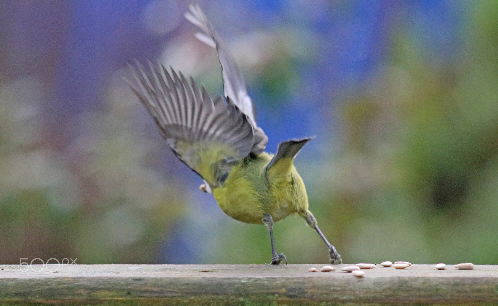 Canon EF 70-200mm F2.8L USM sample photo. Spread your wings photography