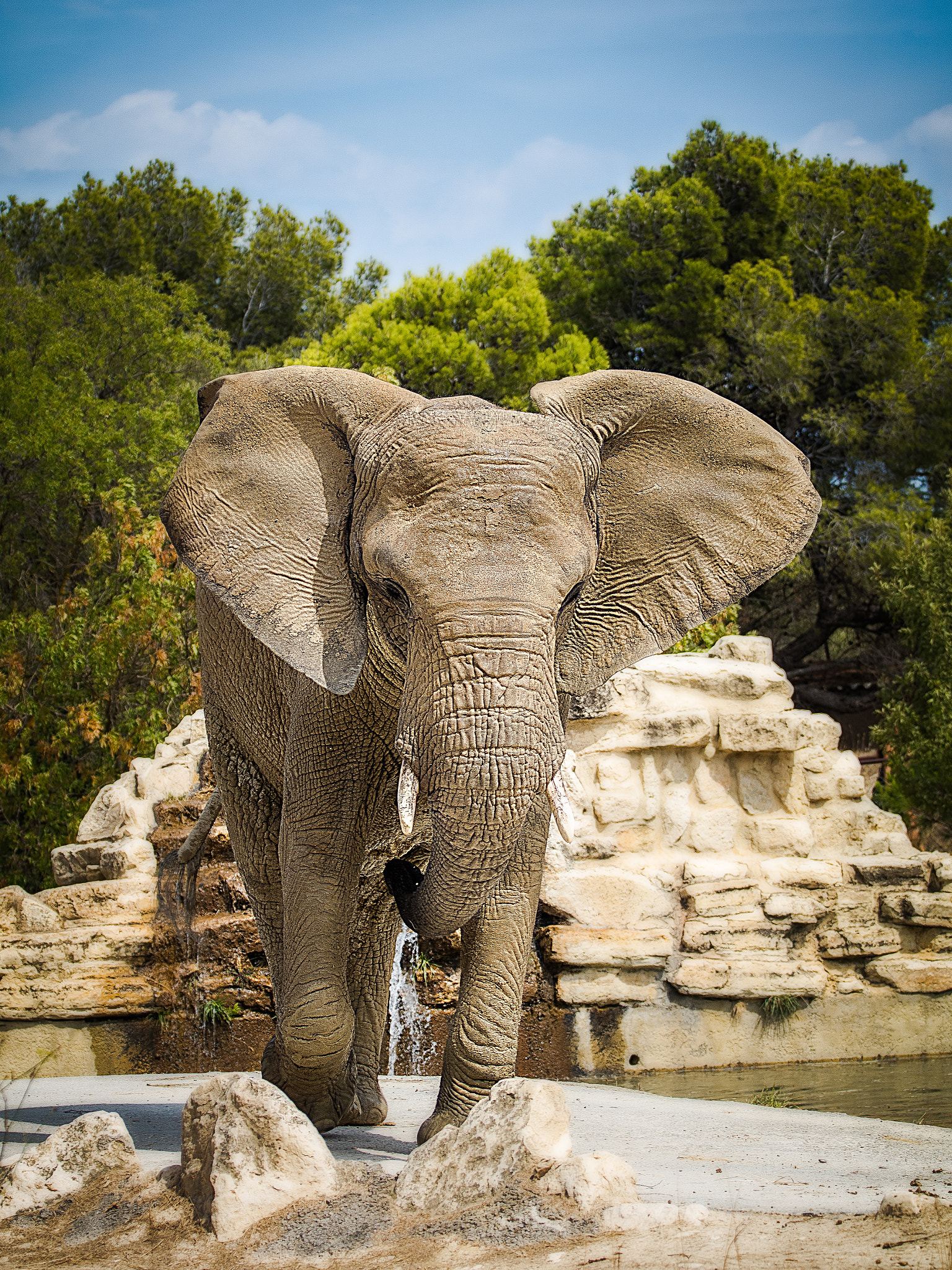 Canon EOS 80D + Canon EF 70-200mm F4L USM sample photo. Elephant after a bath photography