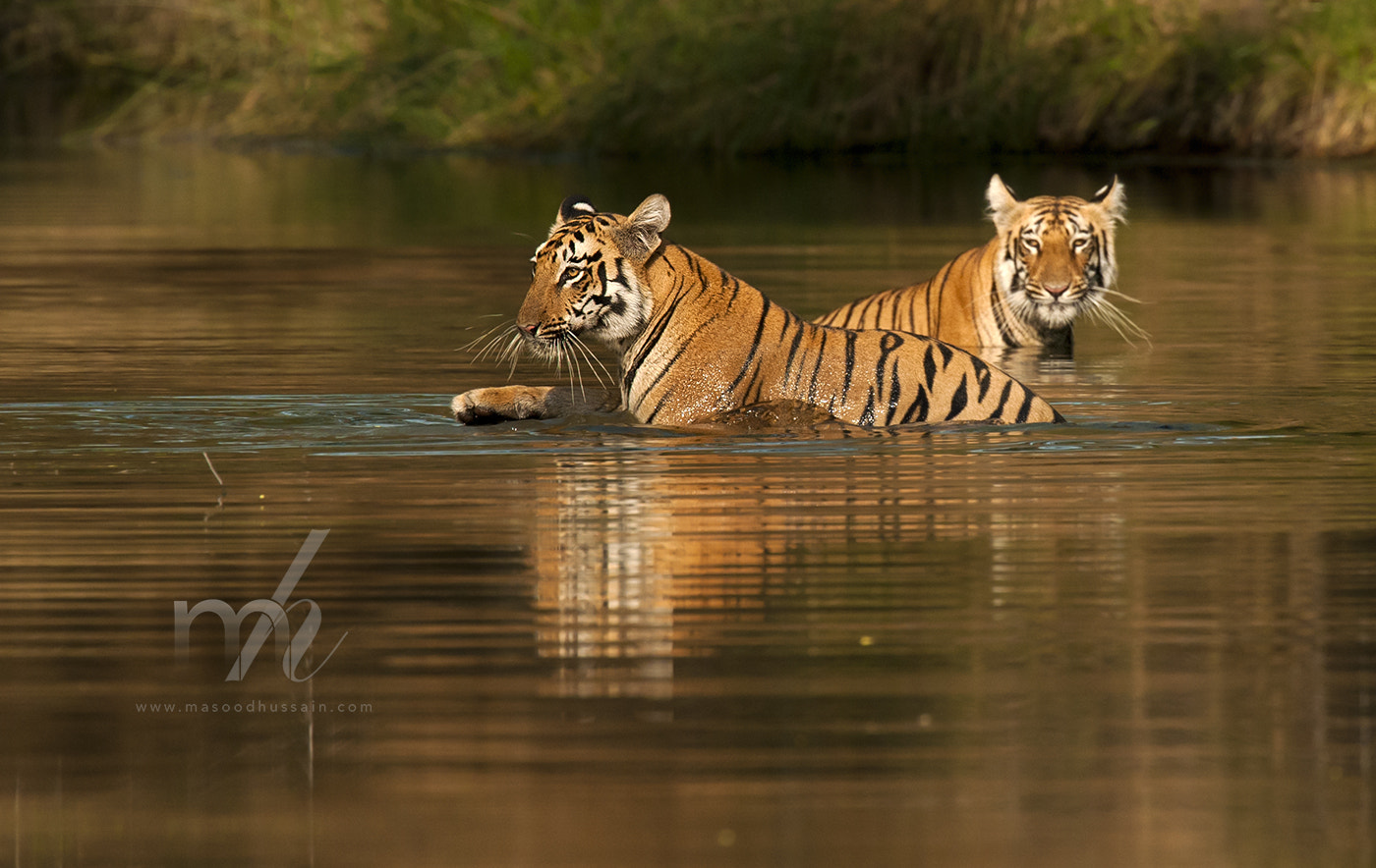 Nikon Nikkor AF-S 300mm F4E PF ED VR sample photo. Water on fire.... photography