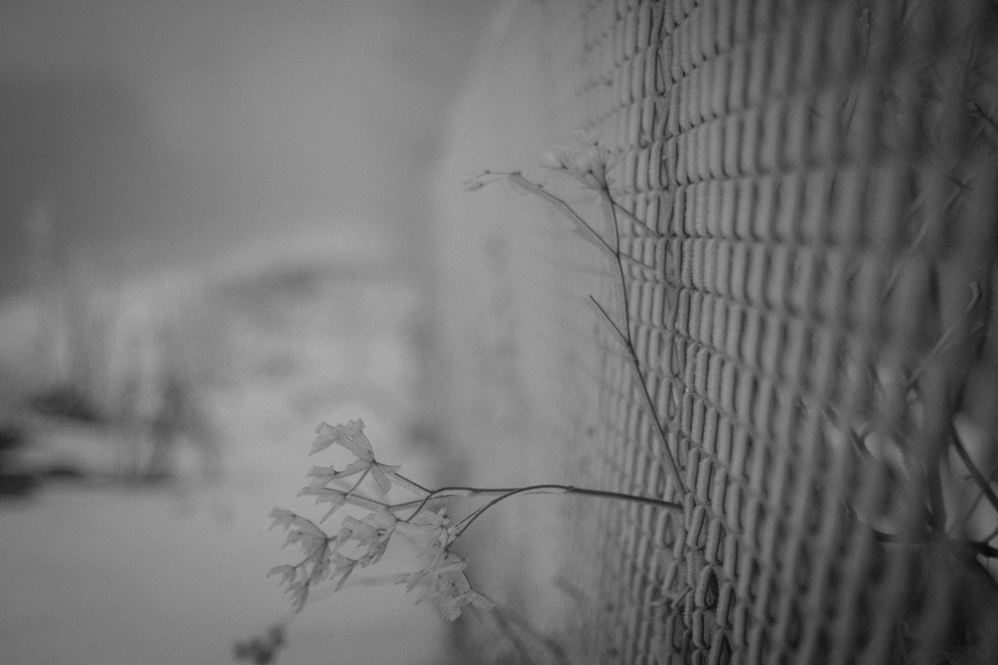 Nikon D7100 + AF Nikkor 50mm f/1.8 sample photo. Winter mist photography
