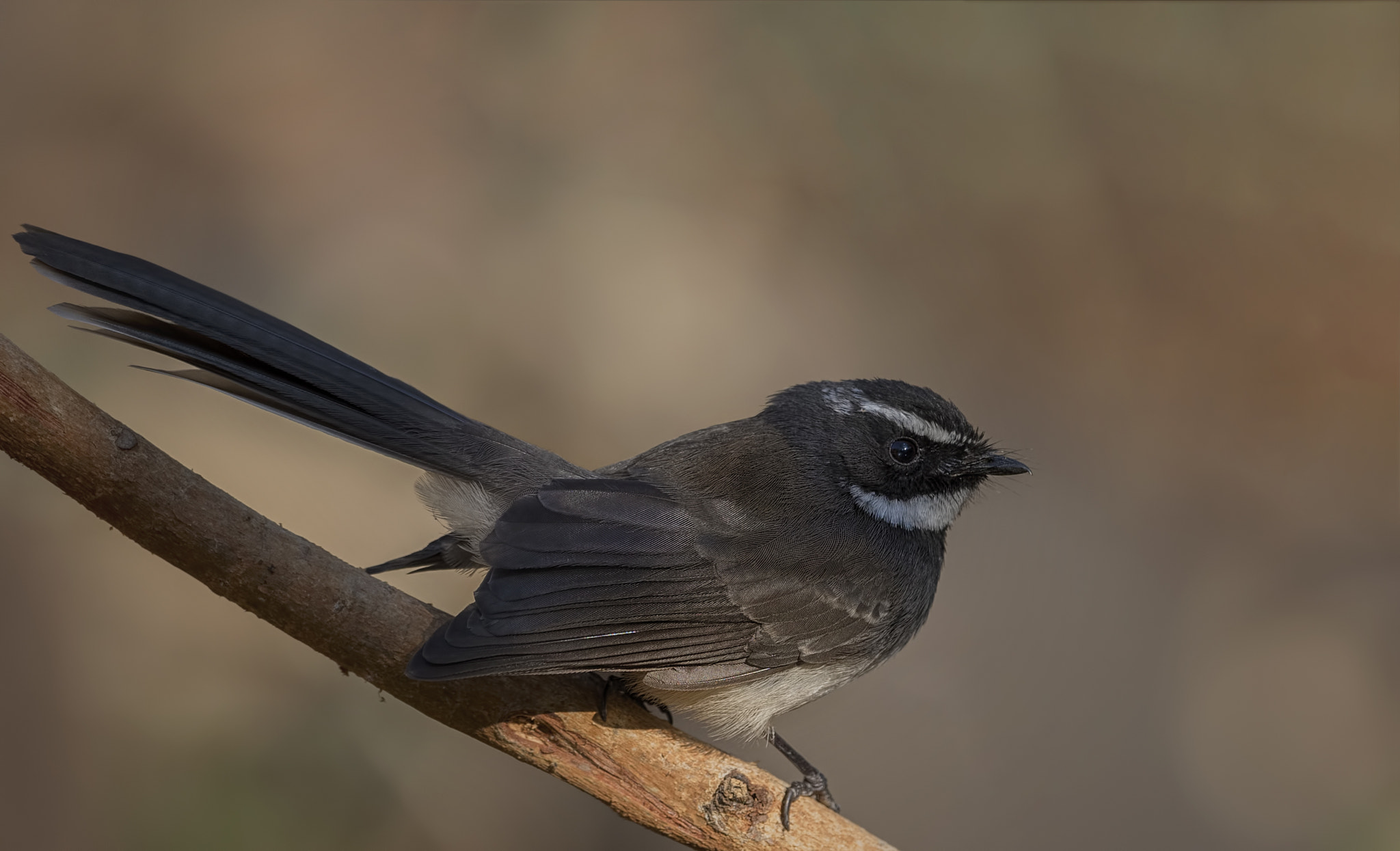 Nikon D750 + Nikon AF-S Nikkor 500mm F4G ED VR sample photo. White spotted fantail flycatcher photography