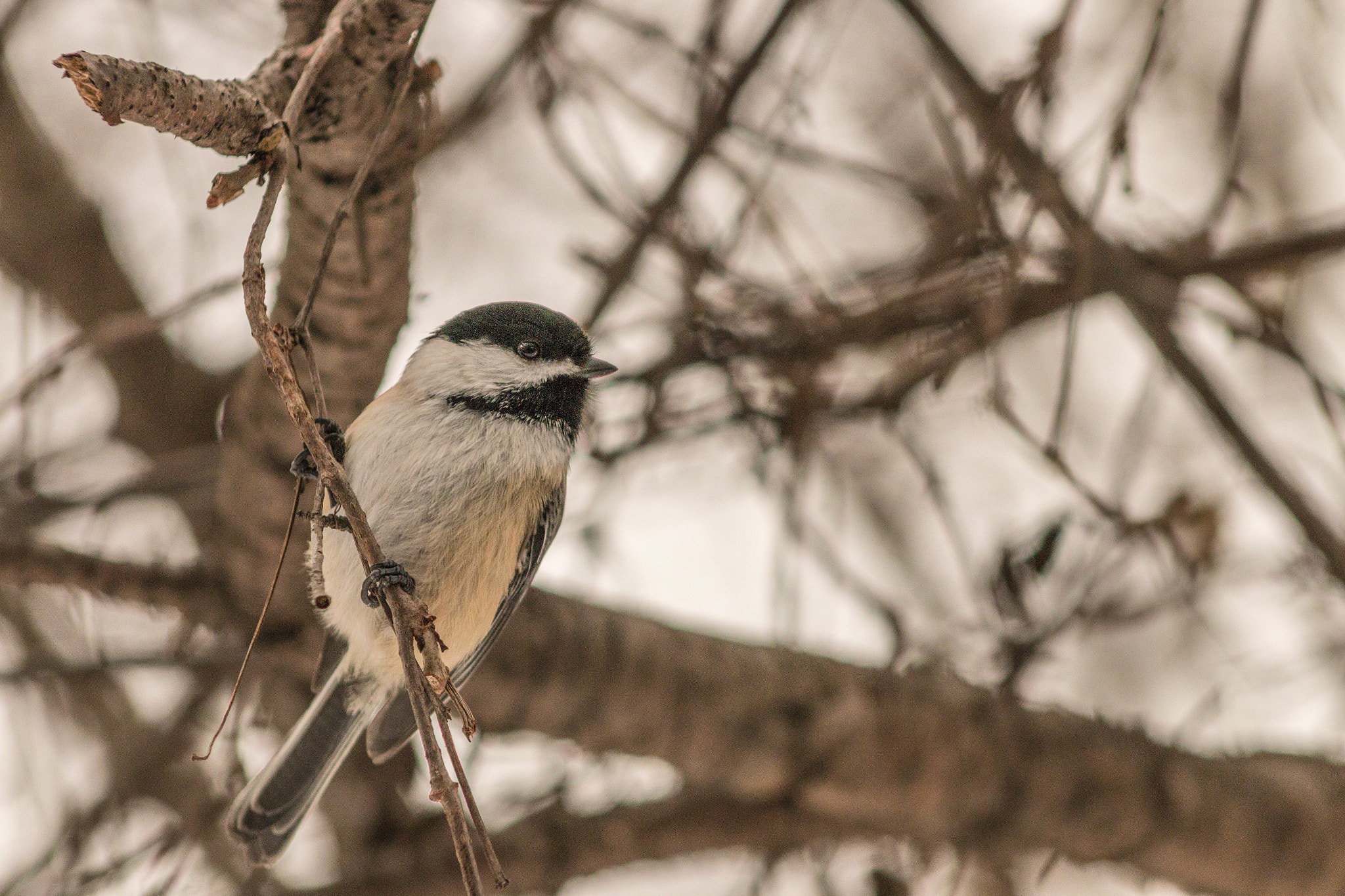 Canon EF 75-300mm f/4-5.6 USM sample photo. Bird photography