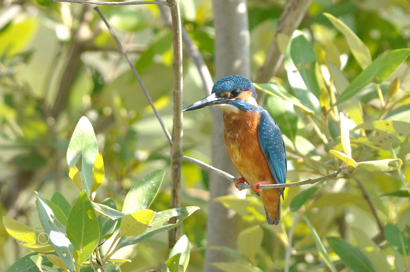 Nikon D5000 + Nikon AF-S Nikkor 300mm F4D ED-IF sample photo. Common kingfisher photography