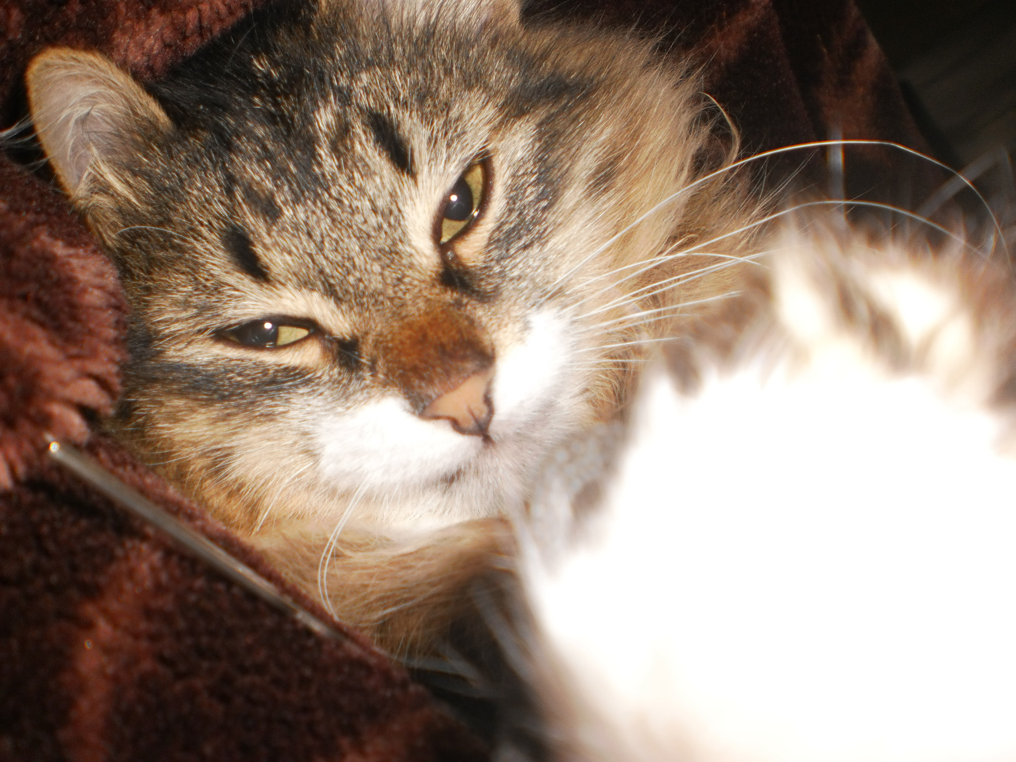 Olympus T105,T100,X36 sample photo. Old photo at lost cat photography