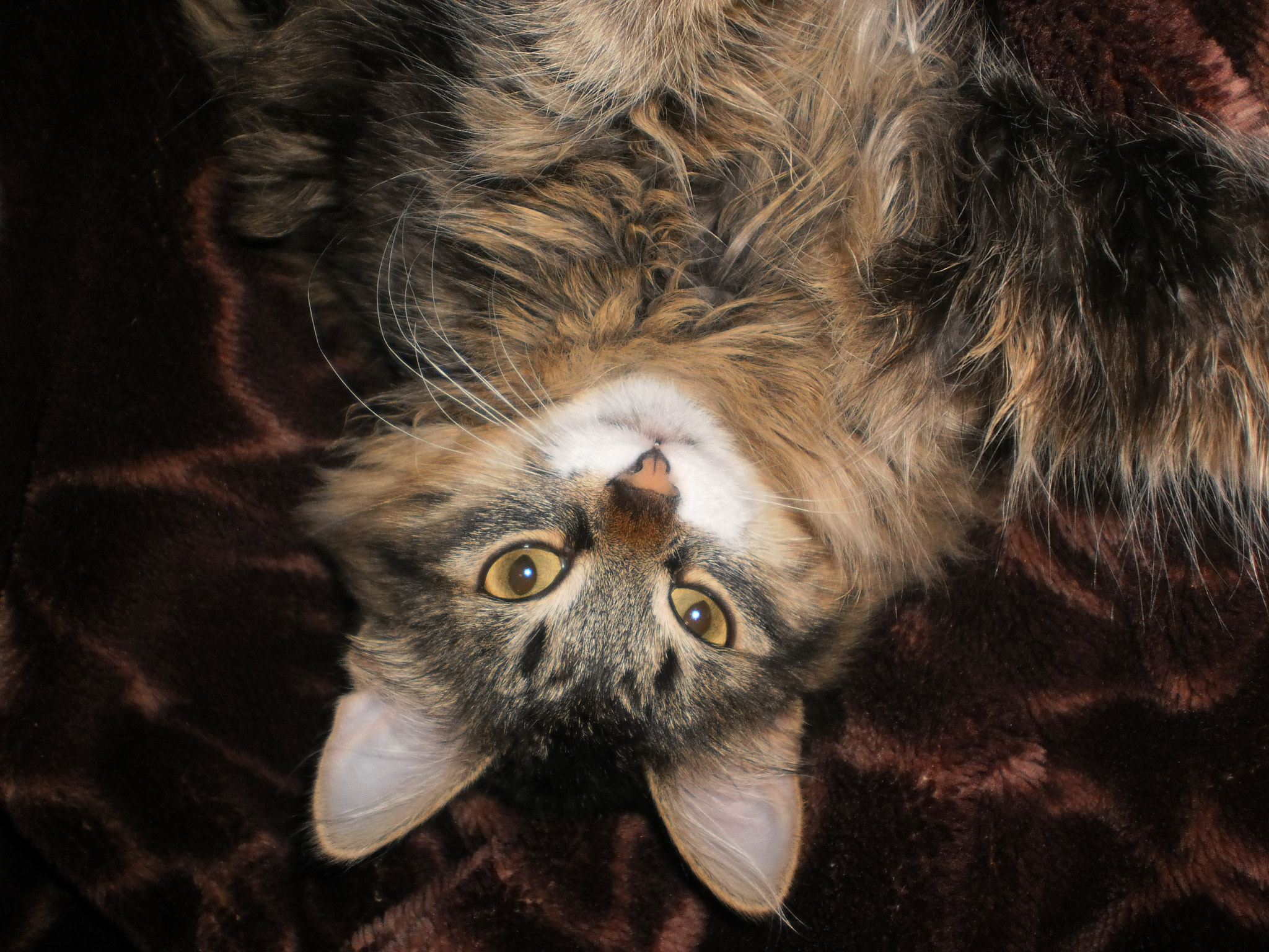 Olympus T105,T100,X36 sample photo. Old photo at lost cat photography