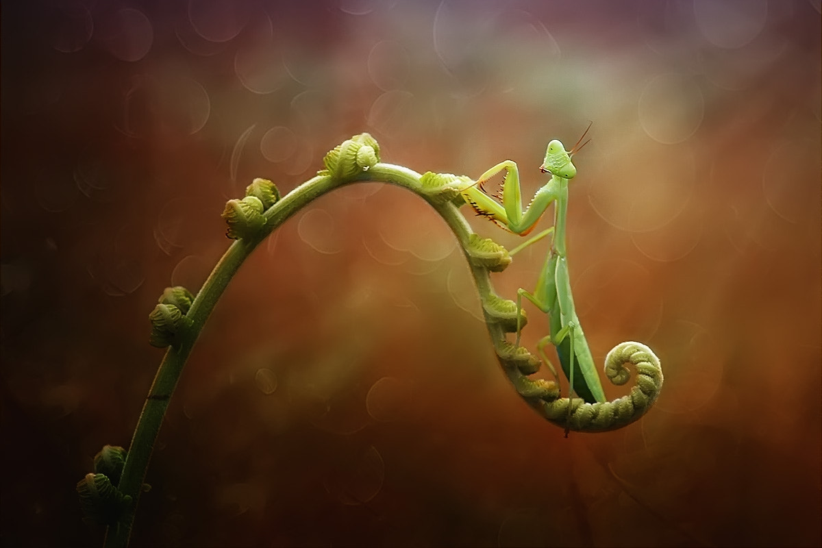 Canon EOS 50D sample photo. Mantis, bokeh photography