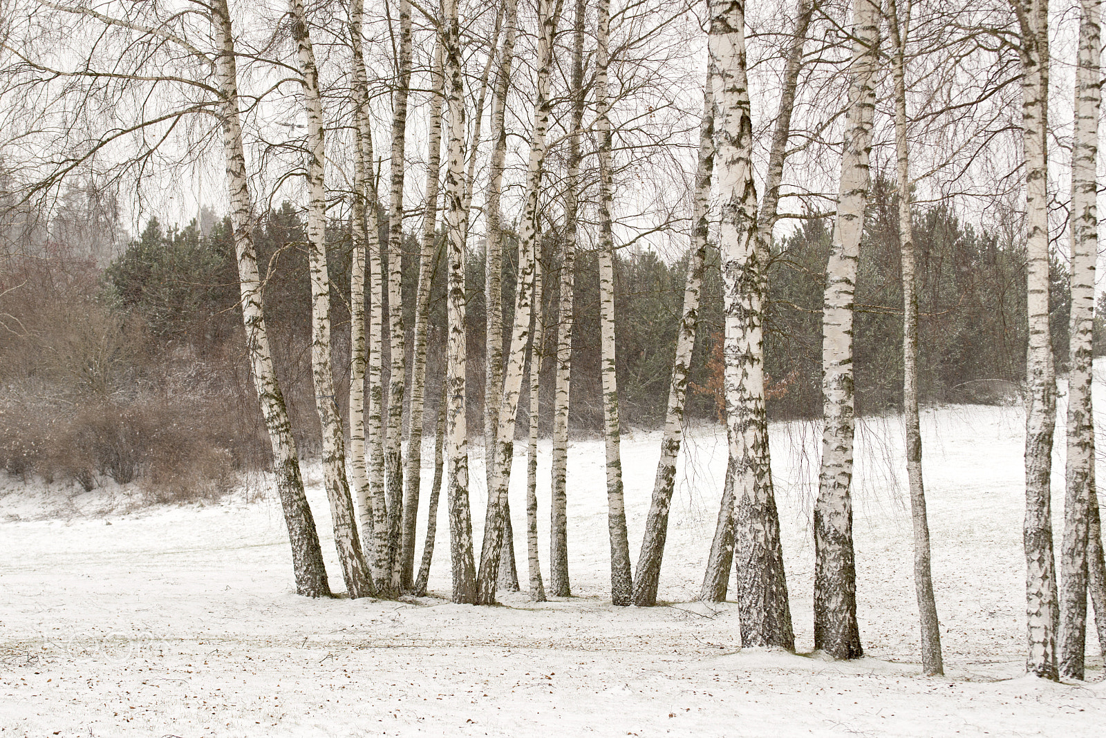 Nikon D610 + Tamron SP 90mm F2.8 Di VC USD 1:1 Macro (F004) sample photo. Birch trees in winter photography